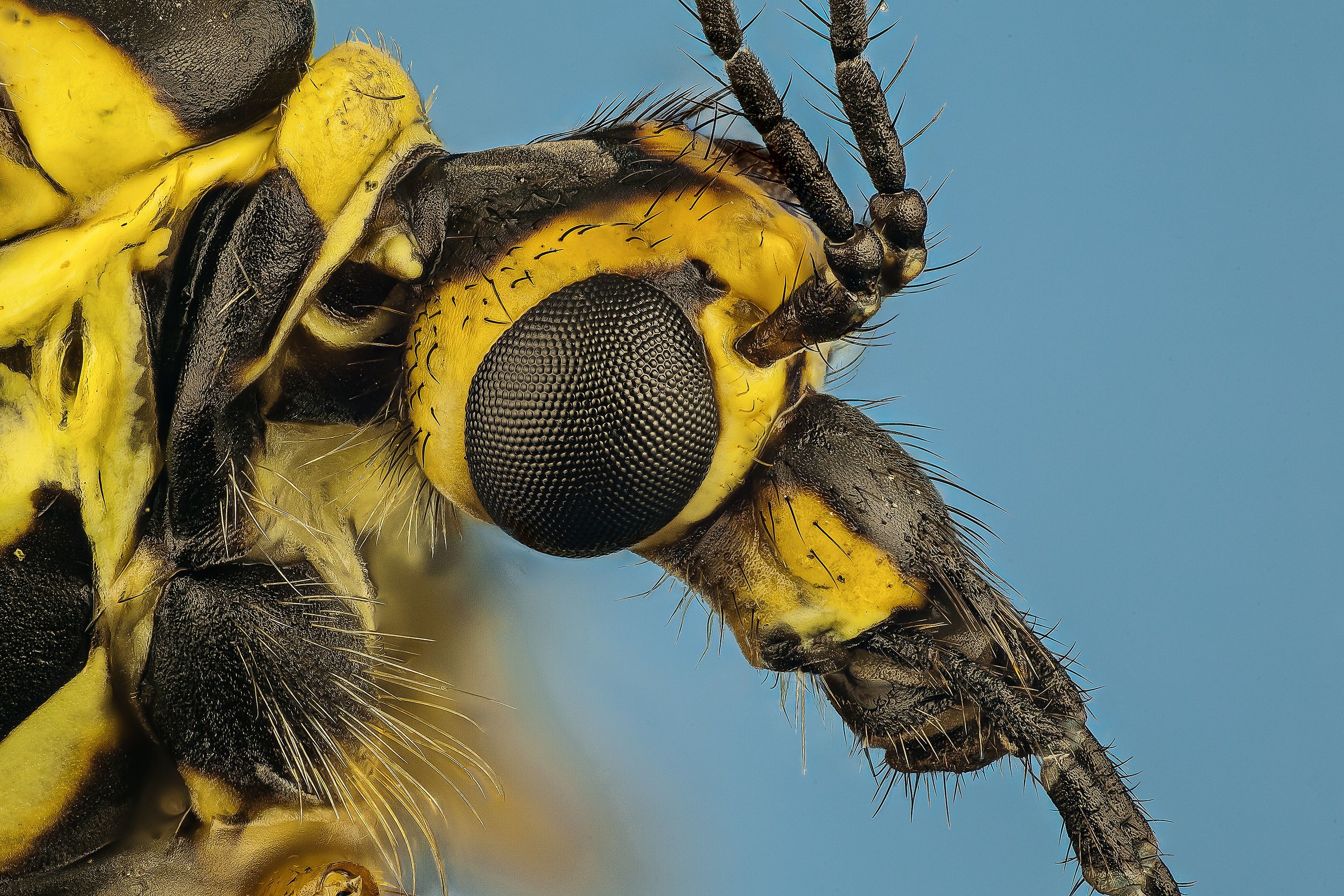 Nephrotoma appendiculata