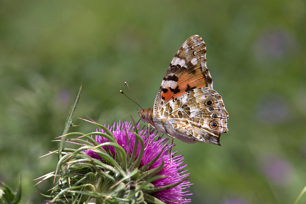Vanessa cardui Linnaeus, 1758