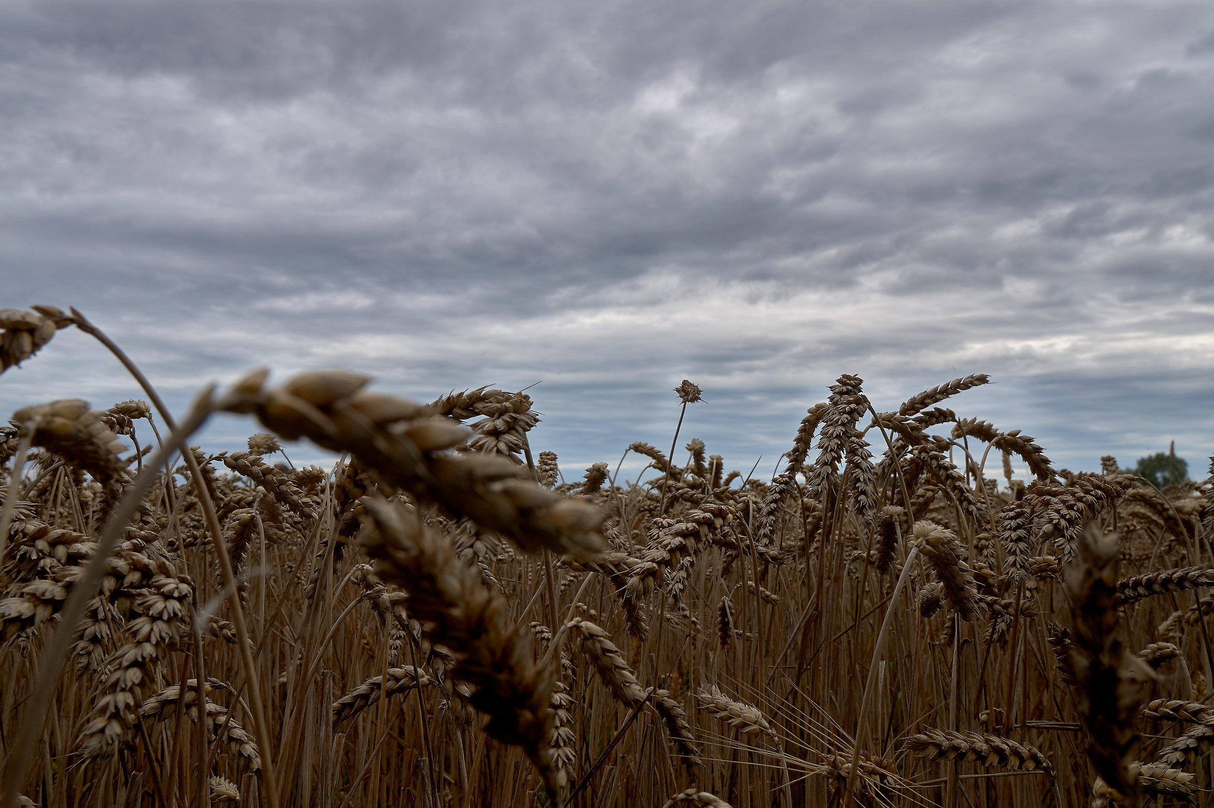 Dentro il grano