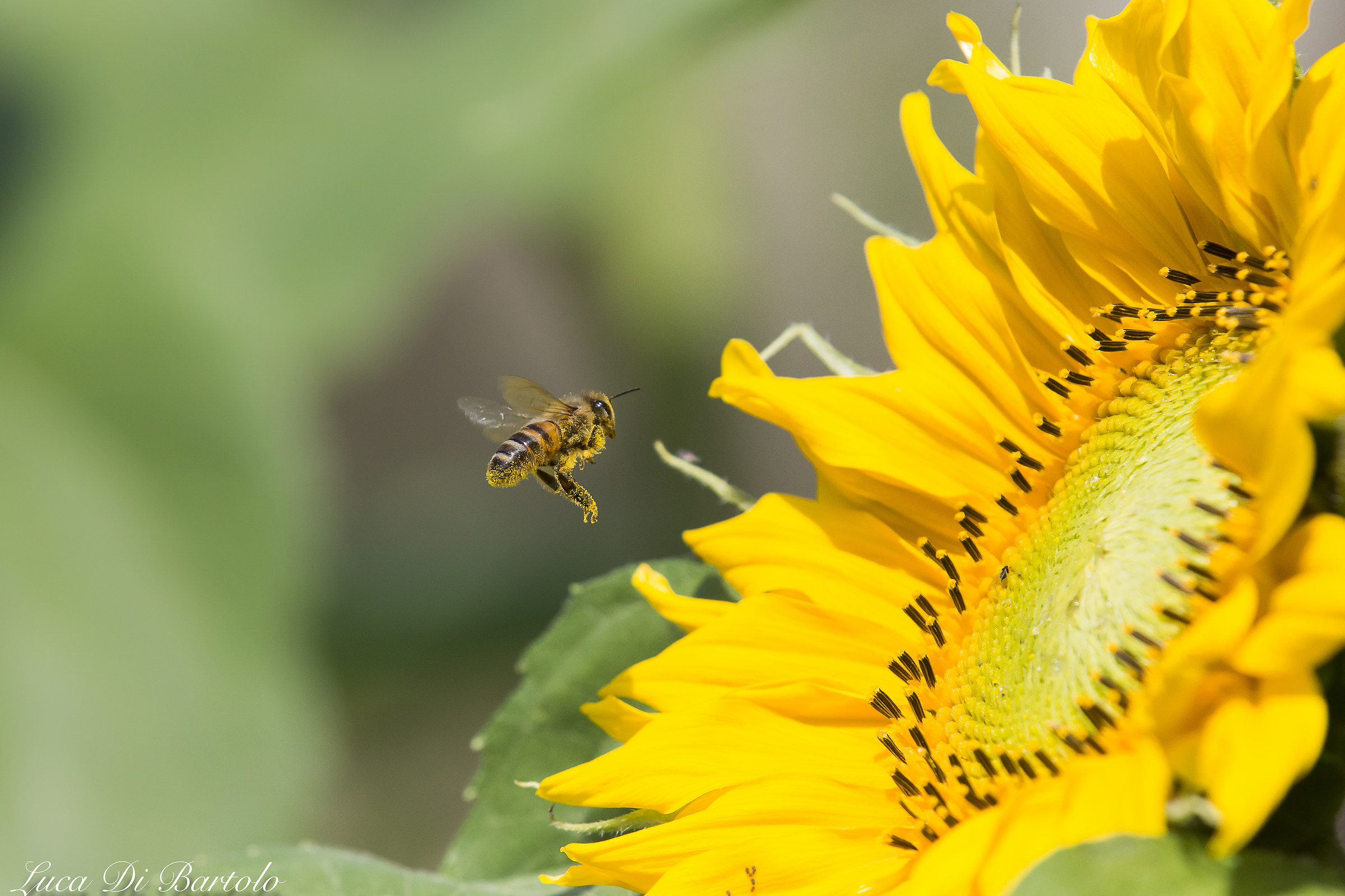 Ape in atterraggio su Girasole