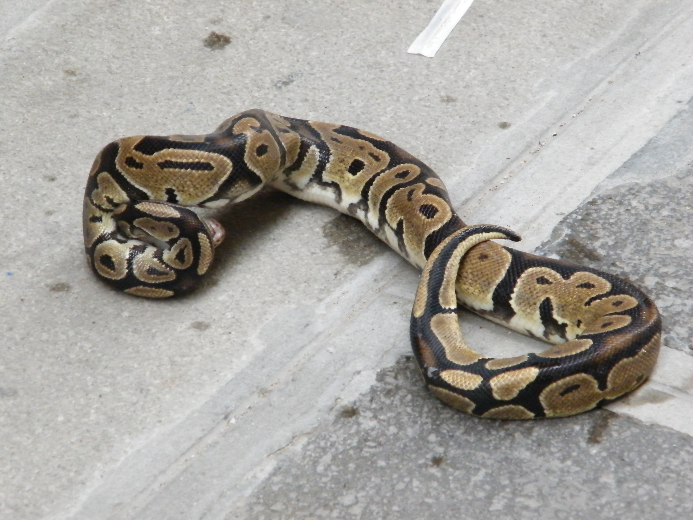 Boa in Calle ... urban legend?