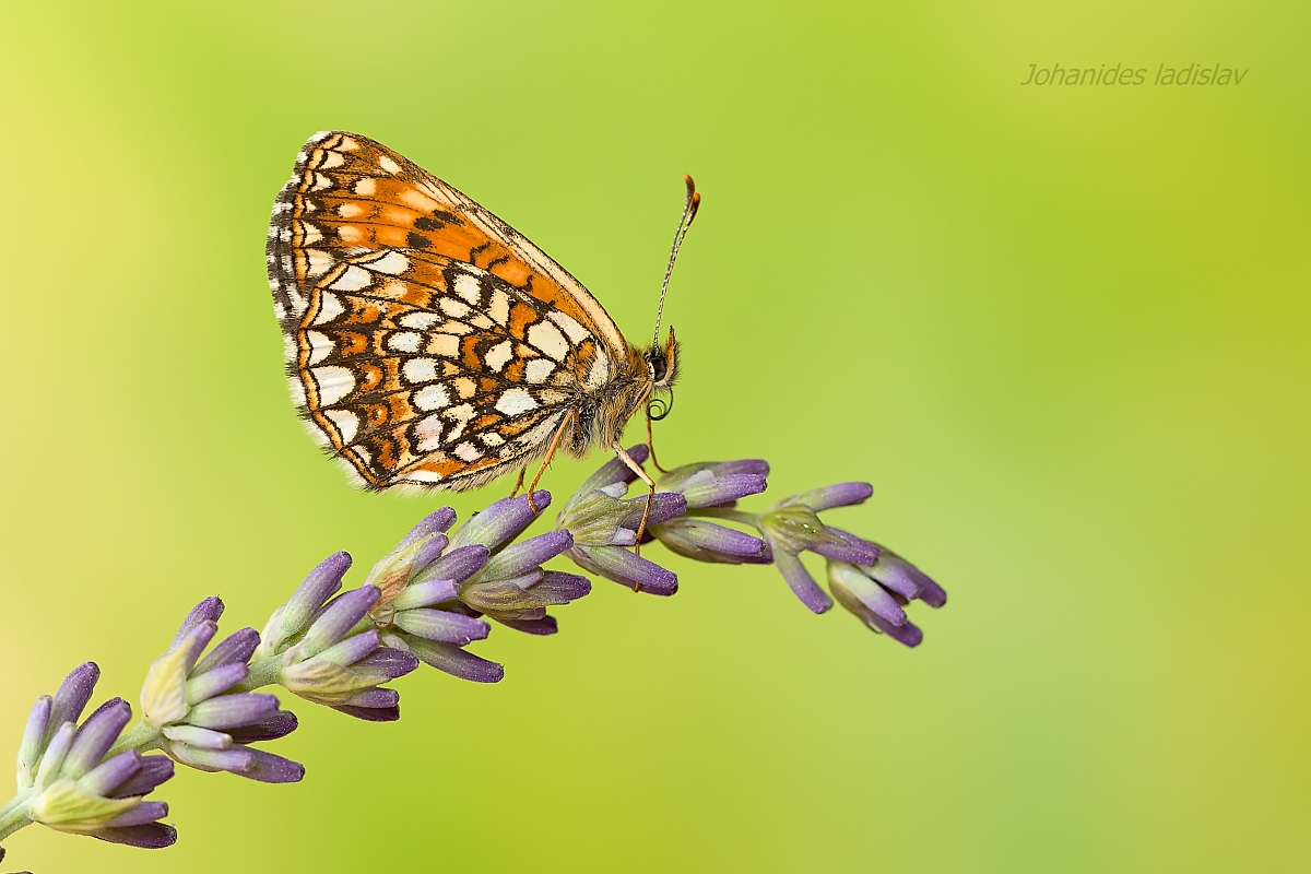 Melitaea diamina