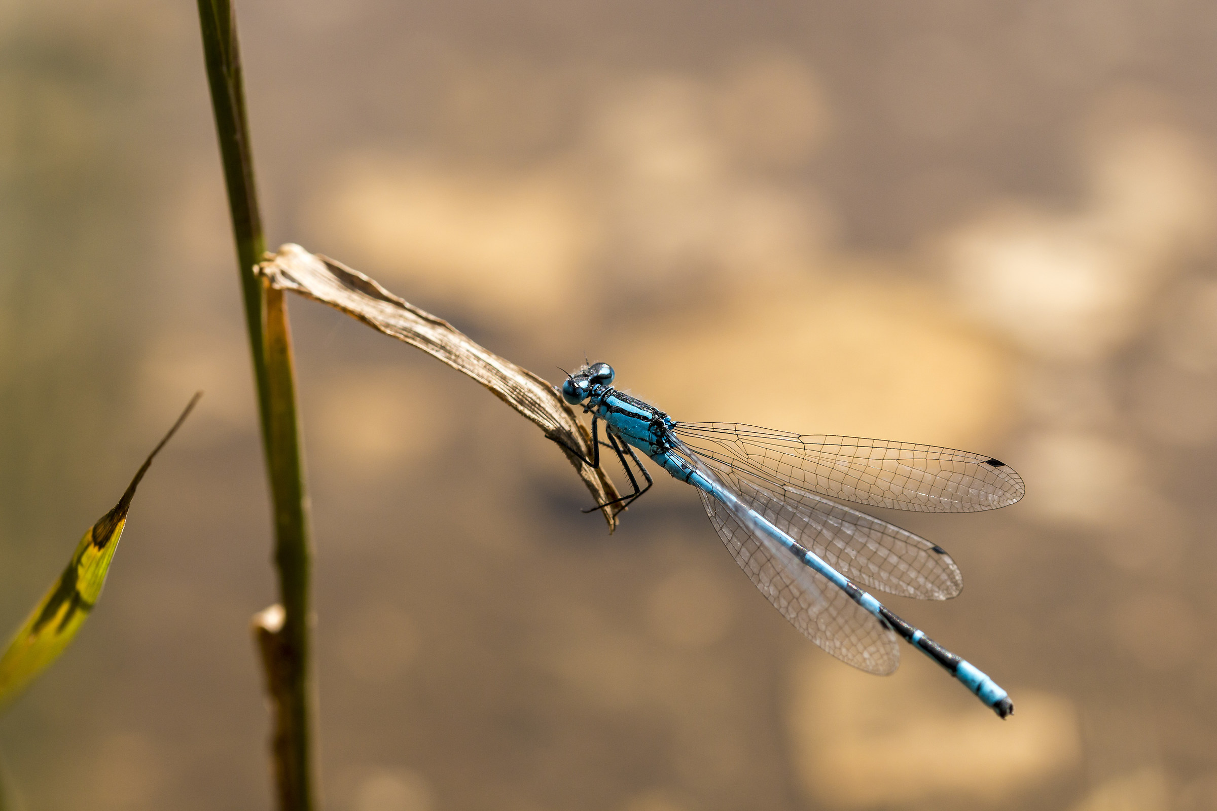 Odonata Blu