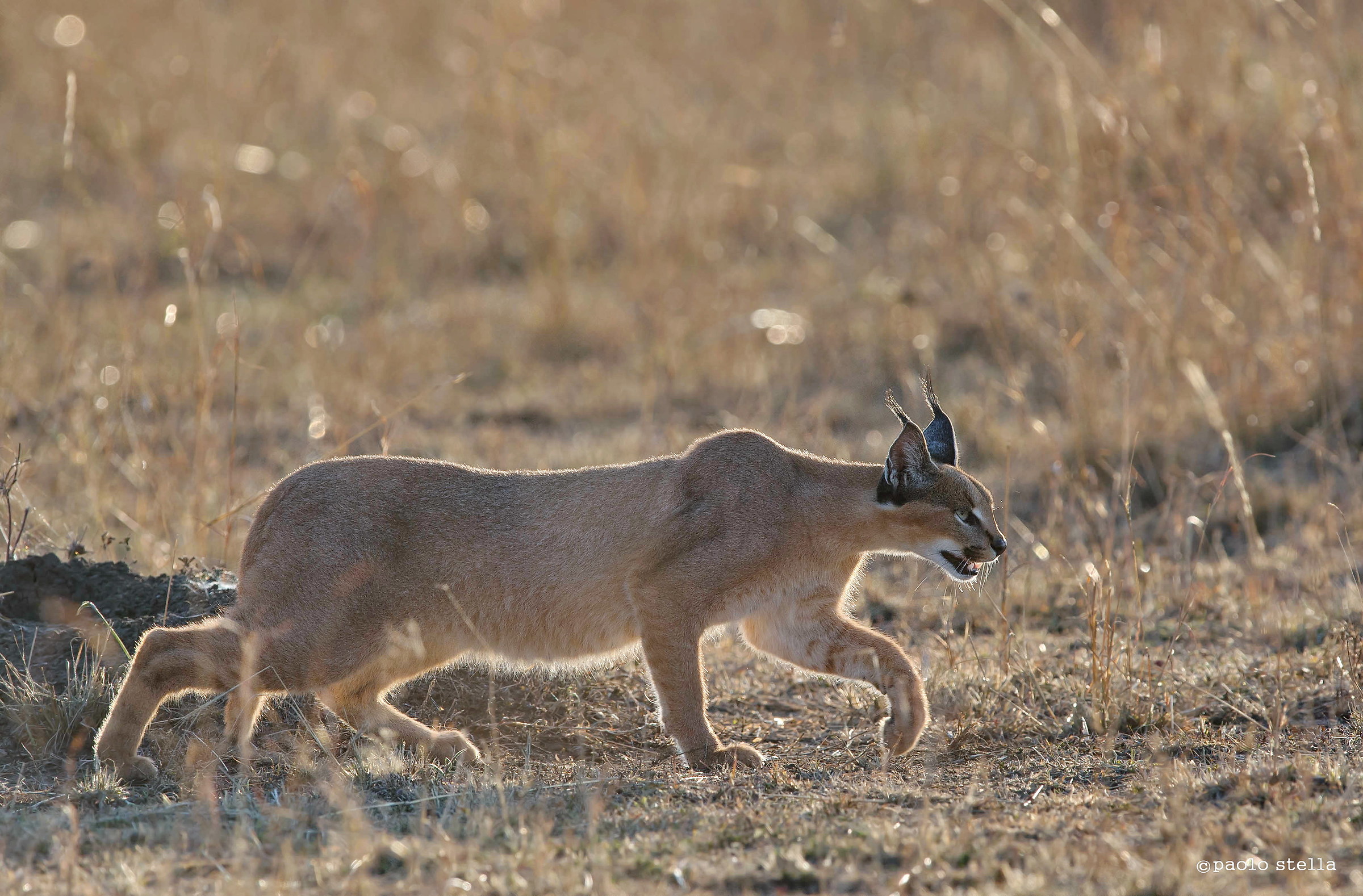 hunting caracal