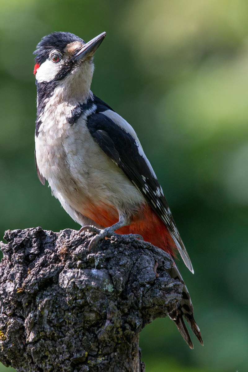 Picchio Rosso Maggiore