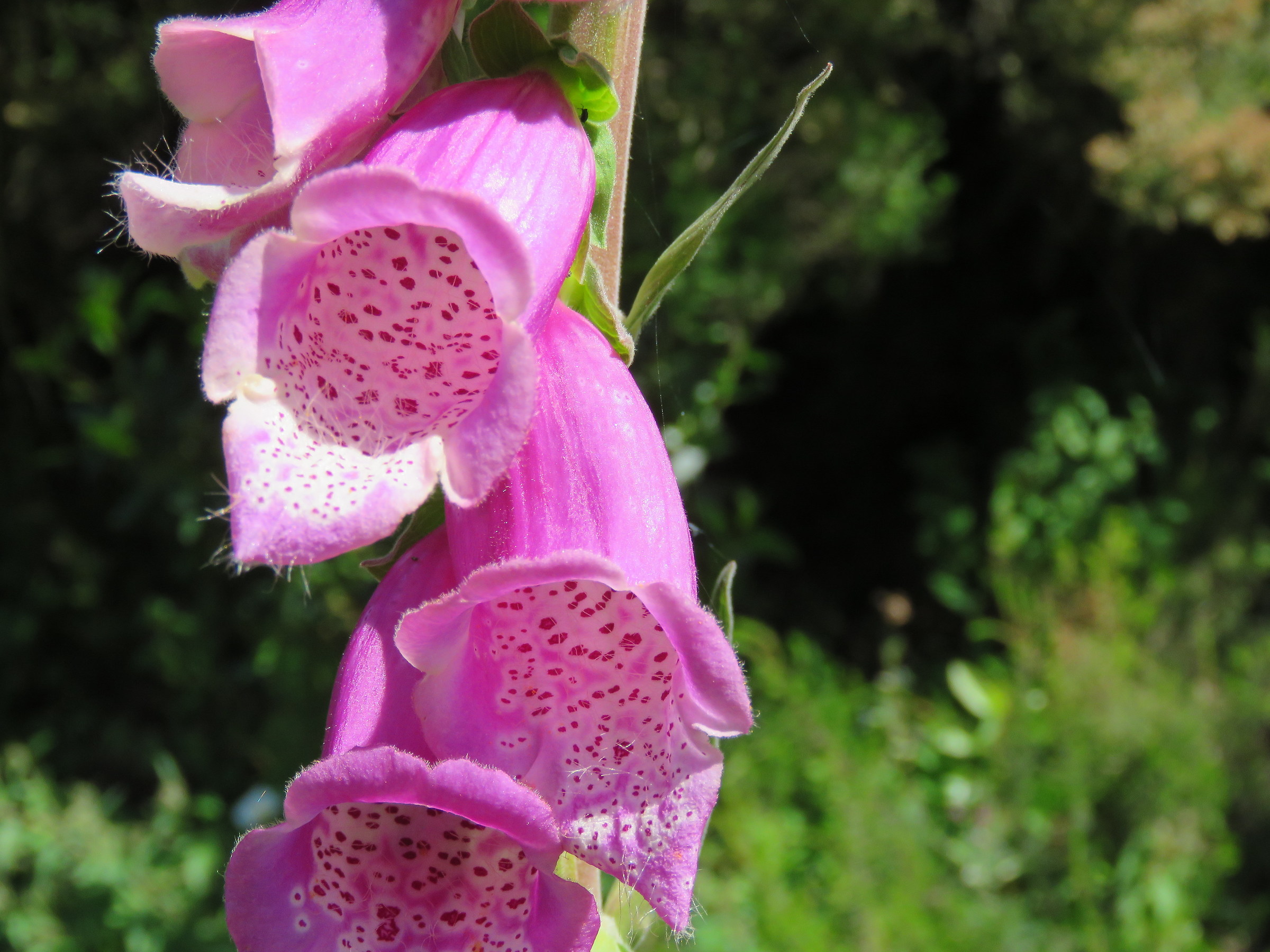 Digitalis purpurea