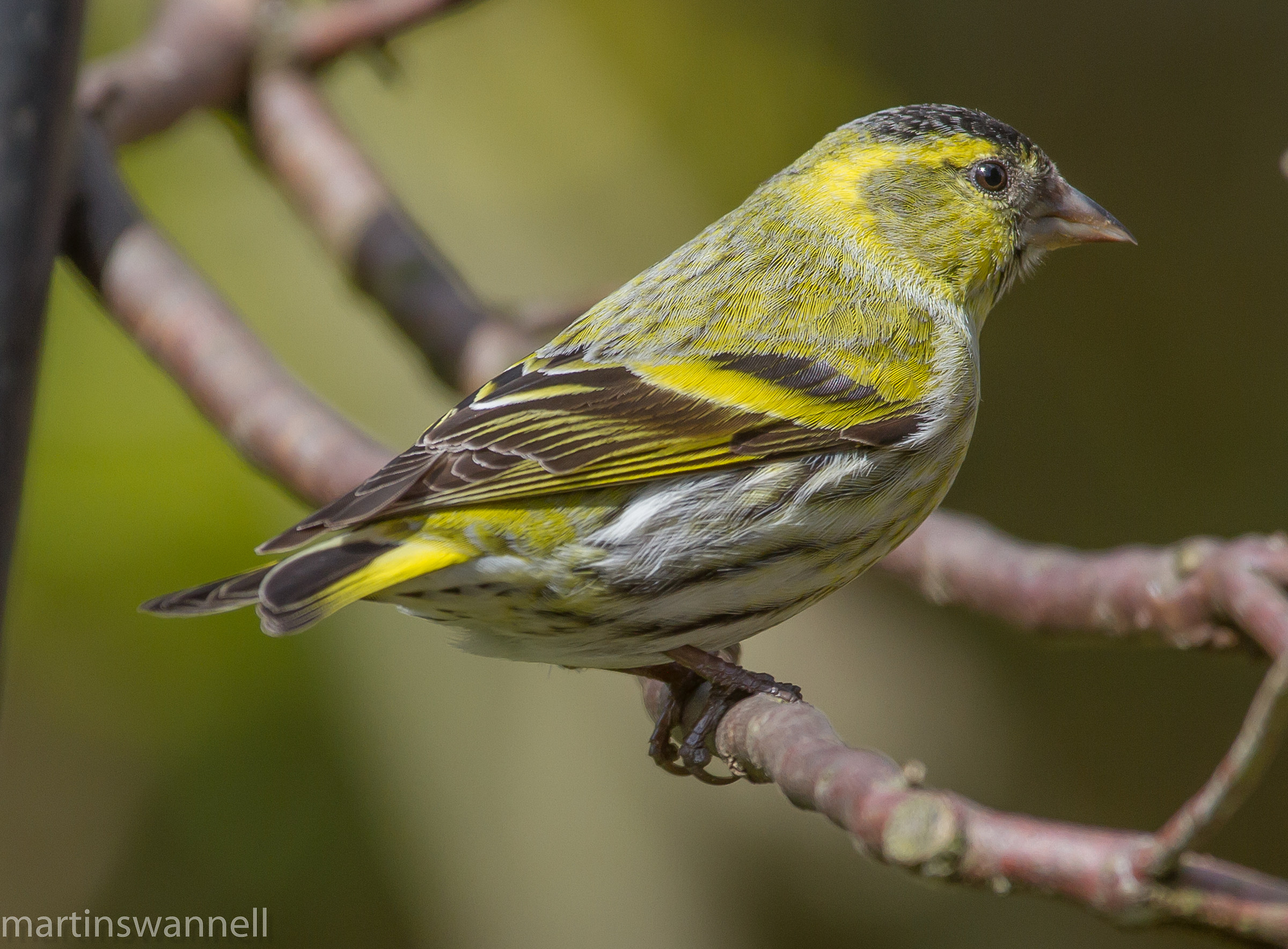 Siskin maschio