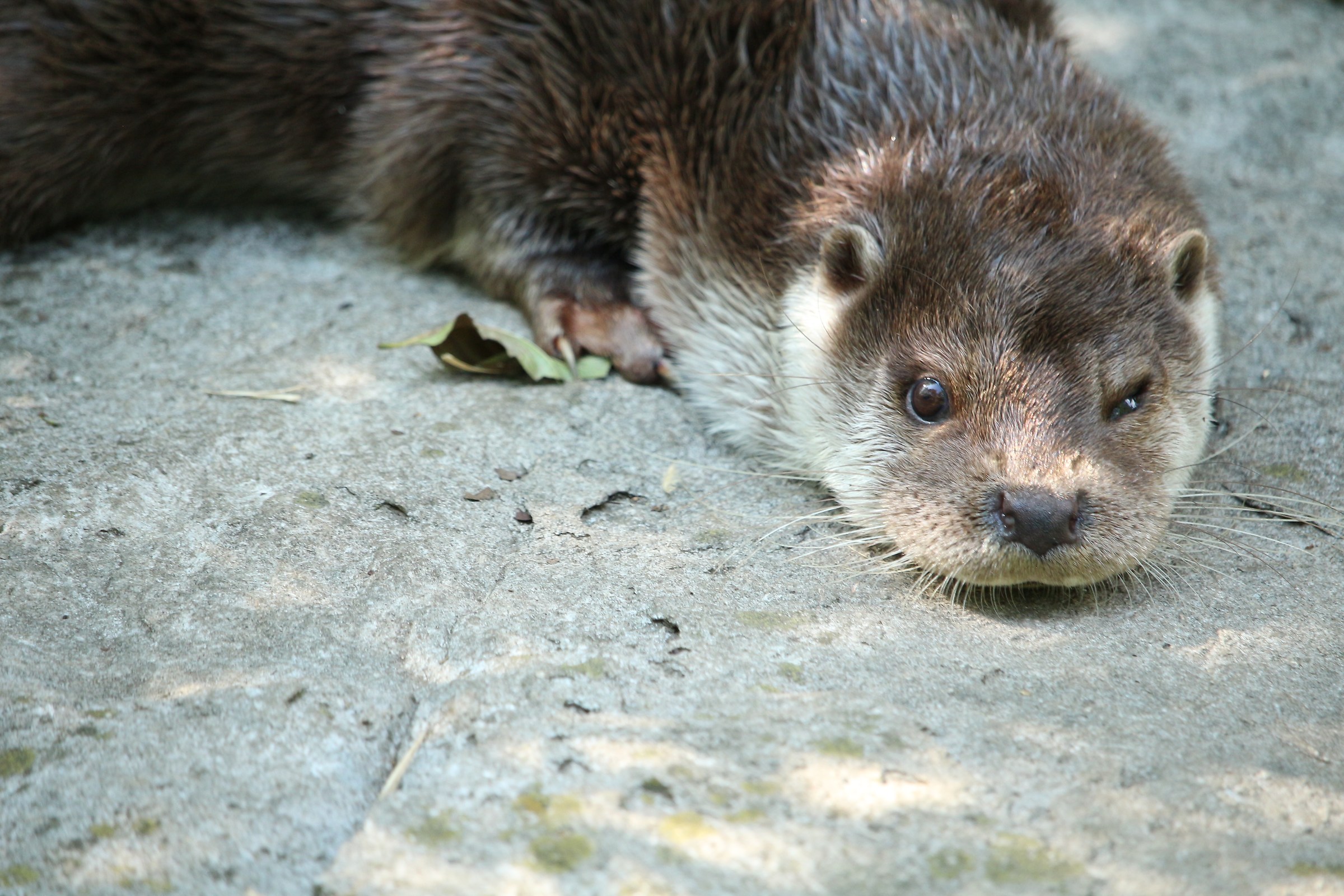 otter Minor