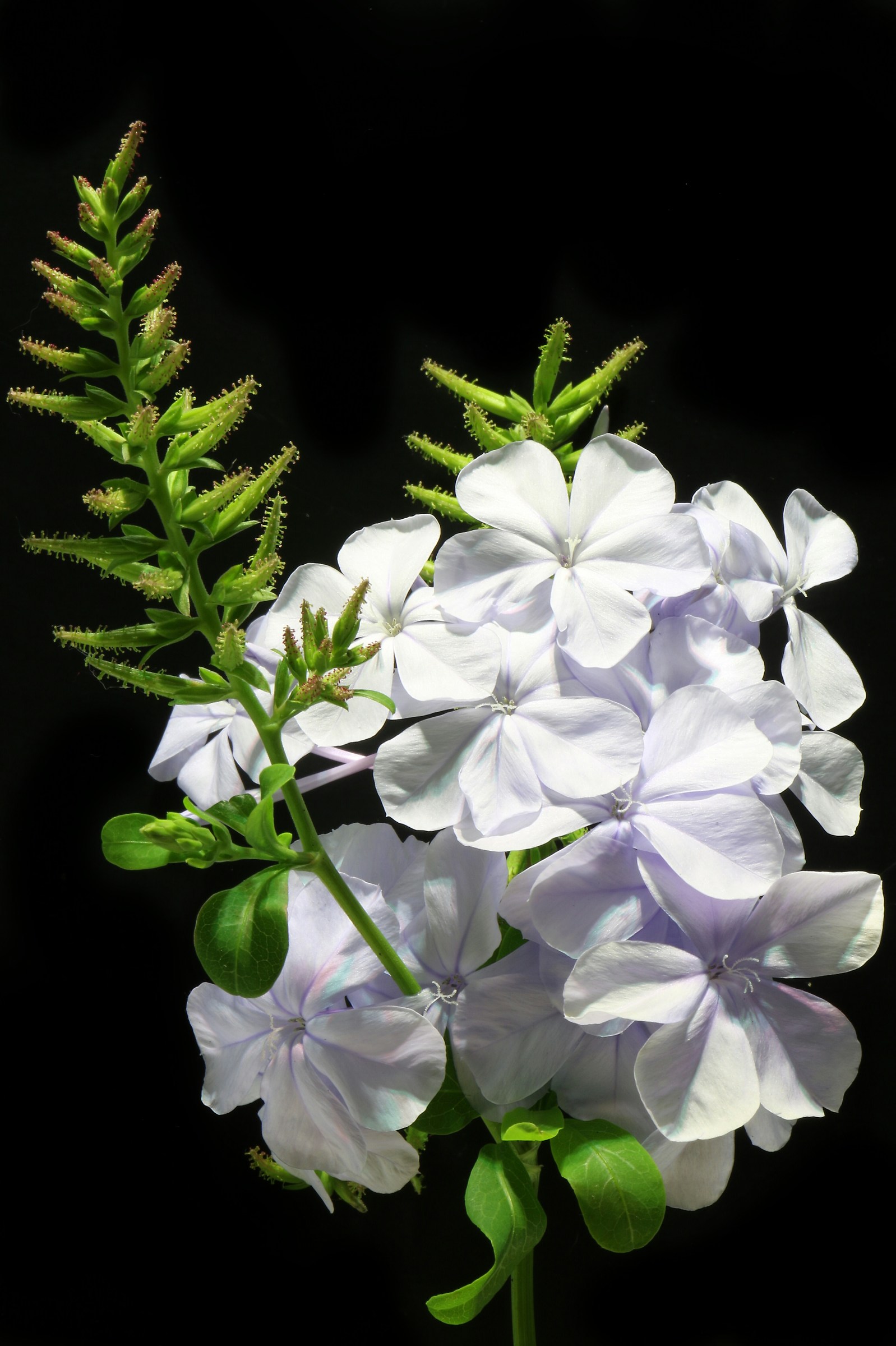 flowers flowers flowers ...