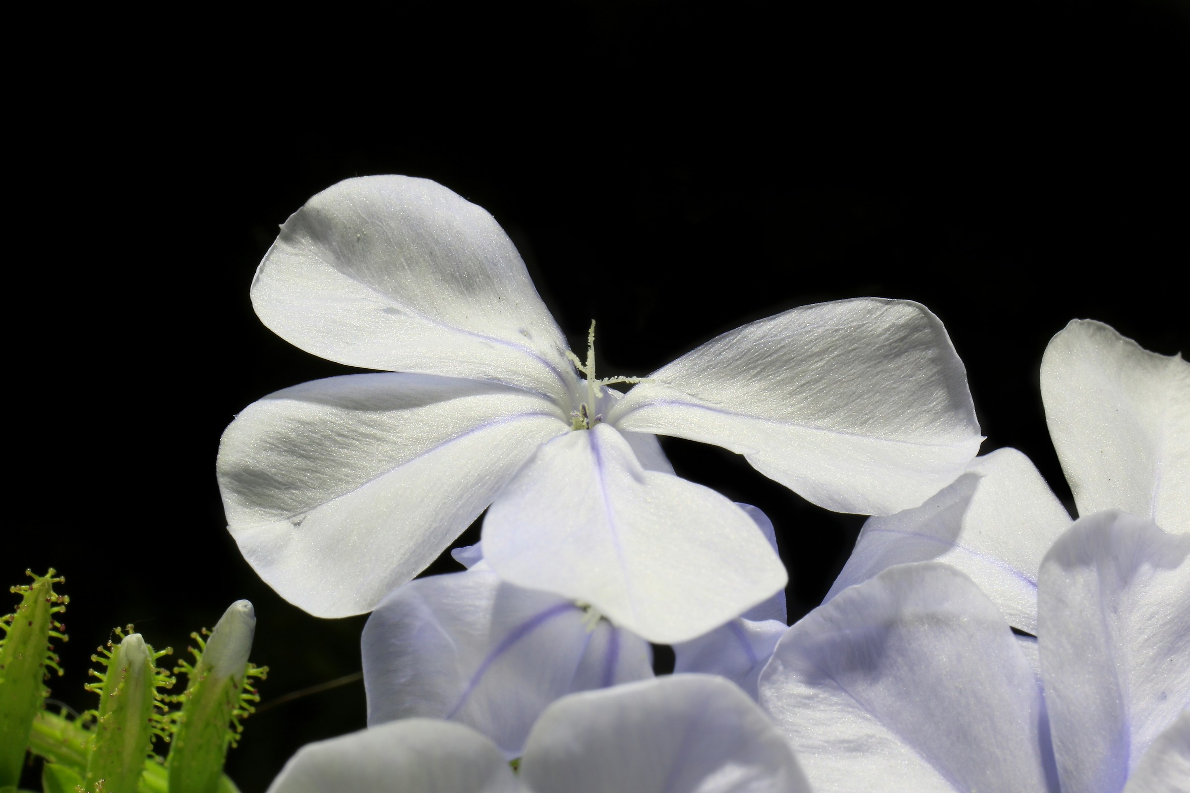 flowers flowers flowers