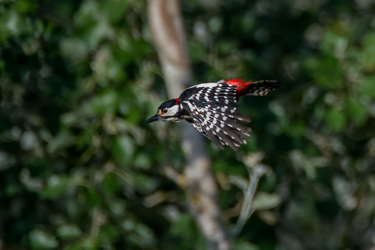 red on the fly woodpecker