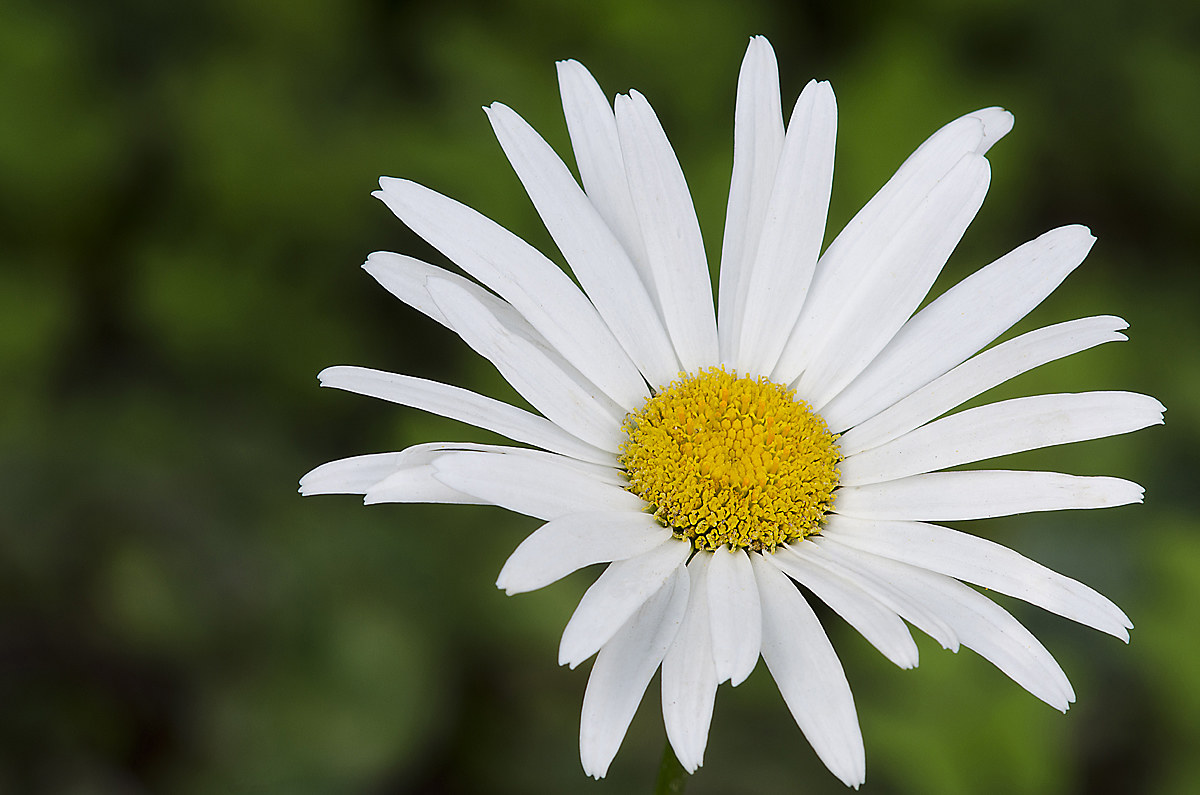 un esplosione di petali