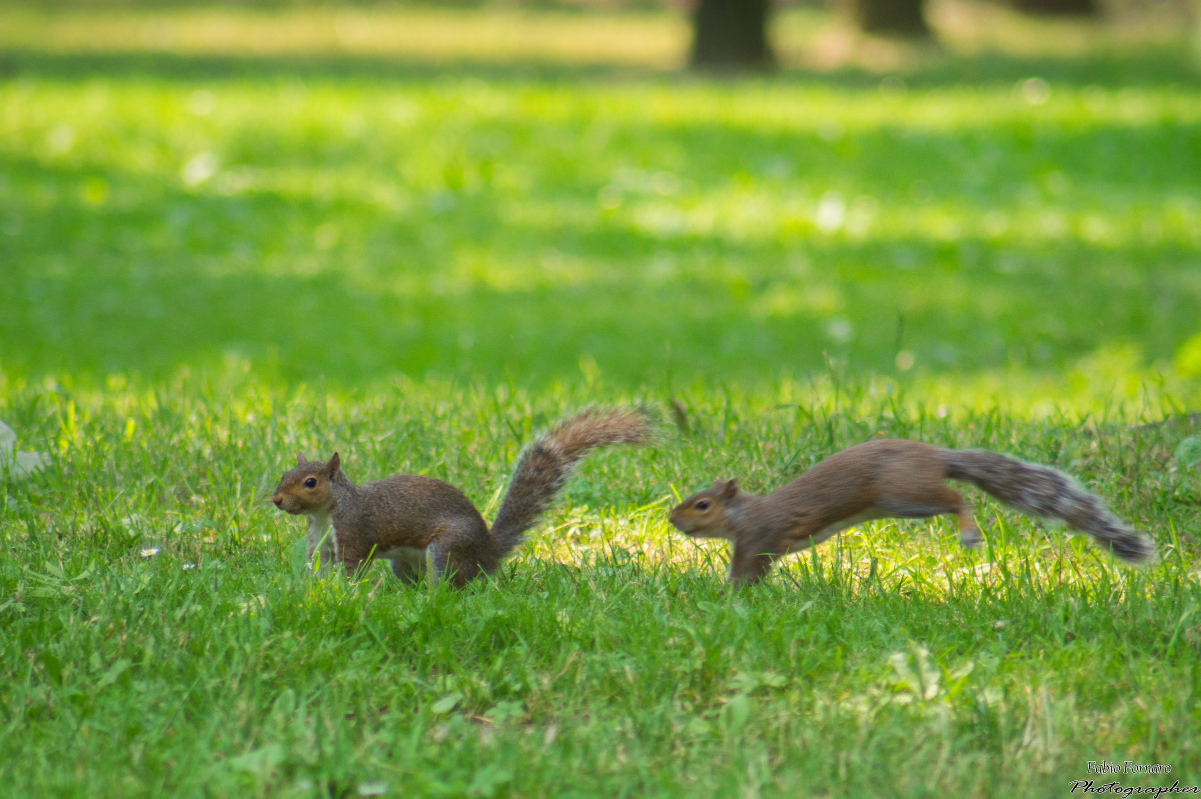 Squirrels
