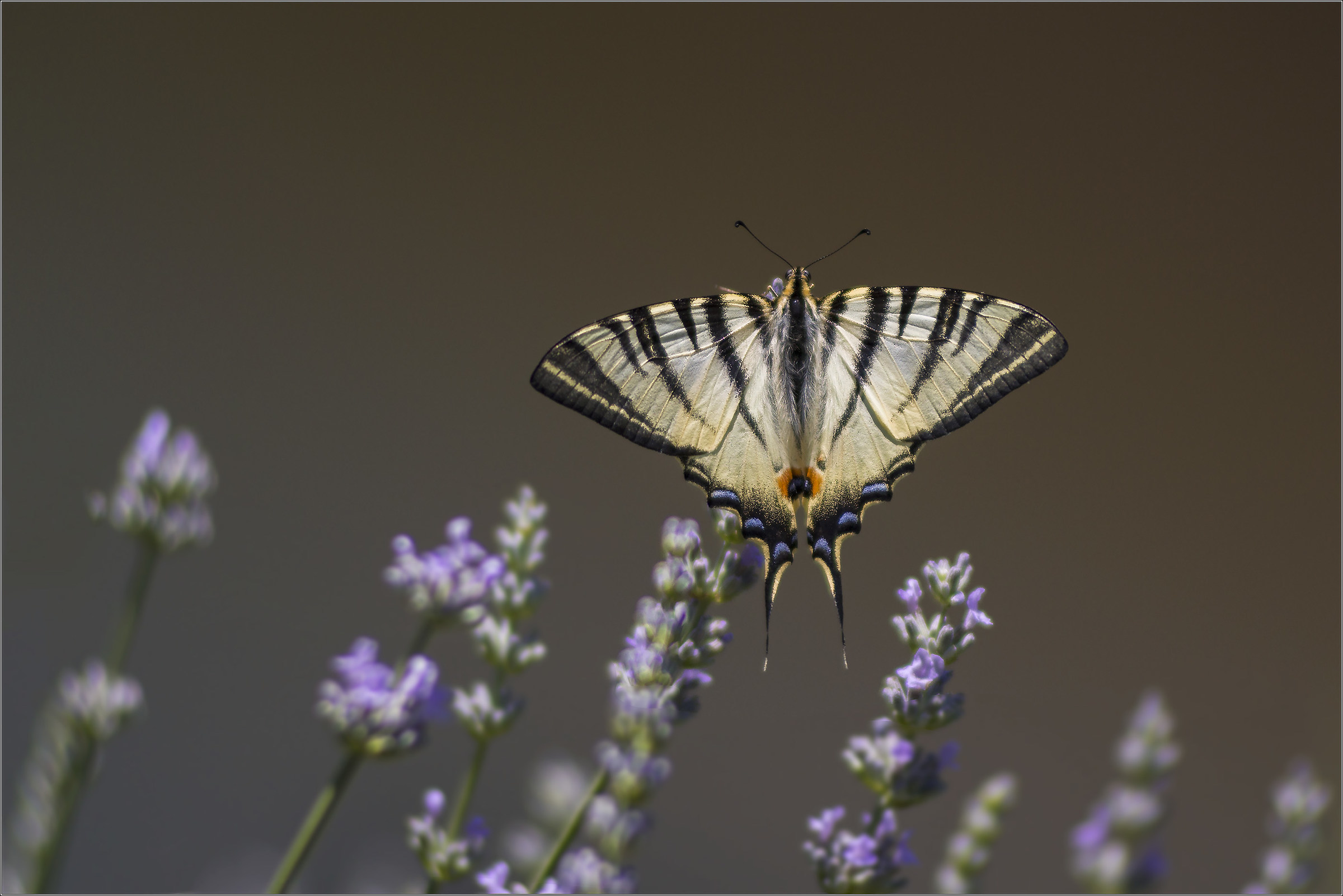 Swallowtail on lavender