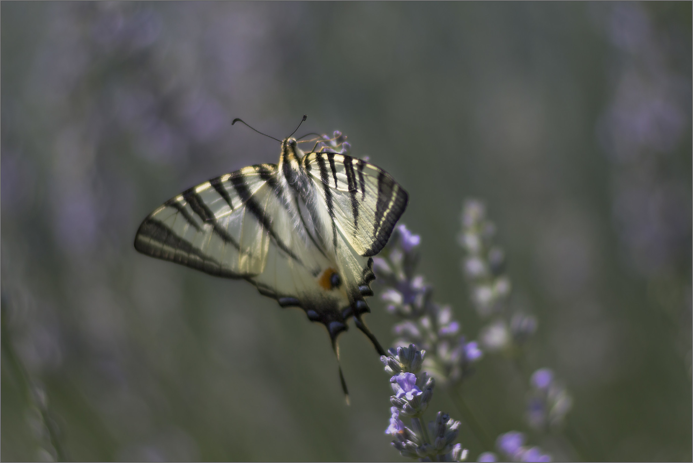 Scarce Swallowtail 2