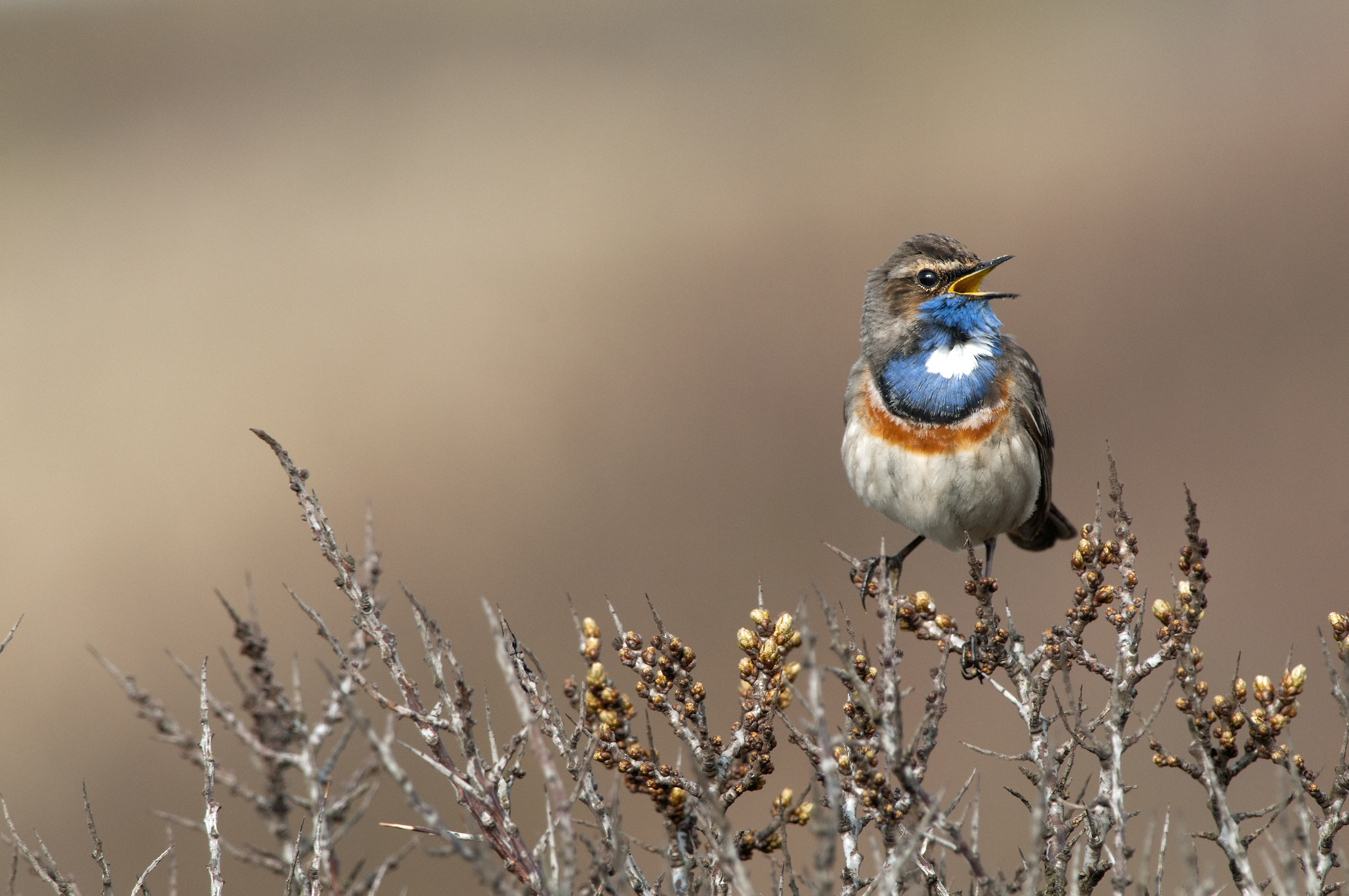 Pettazzurro appena tornato da un lungo viaggio