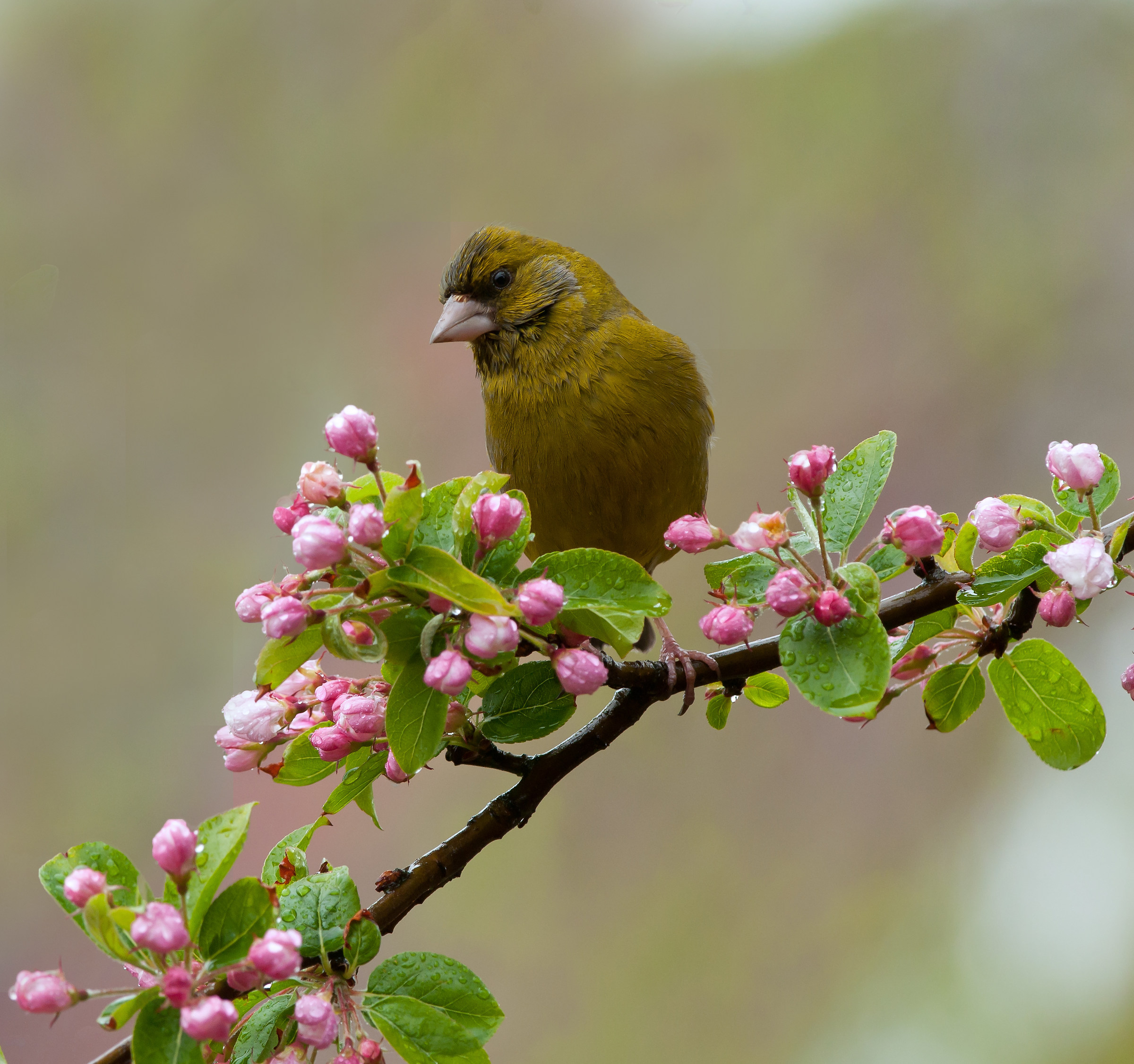 Greenfinch in the rain