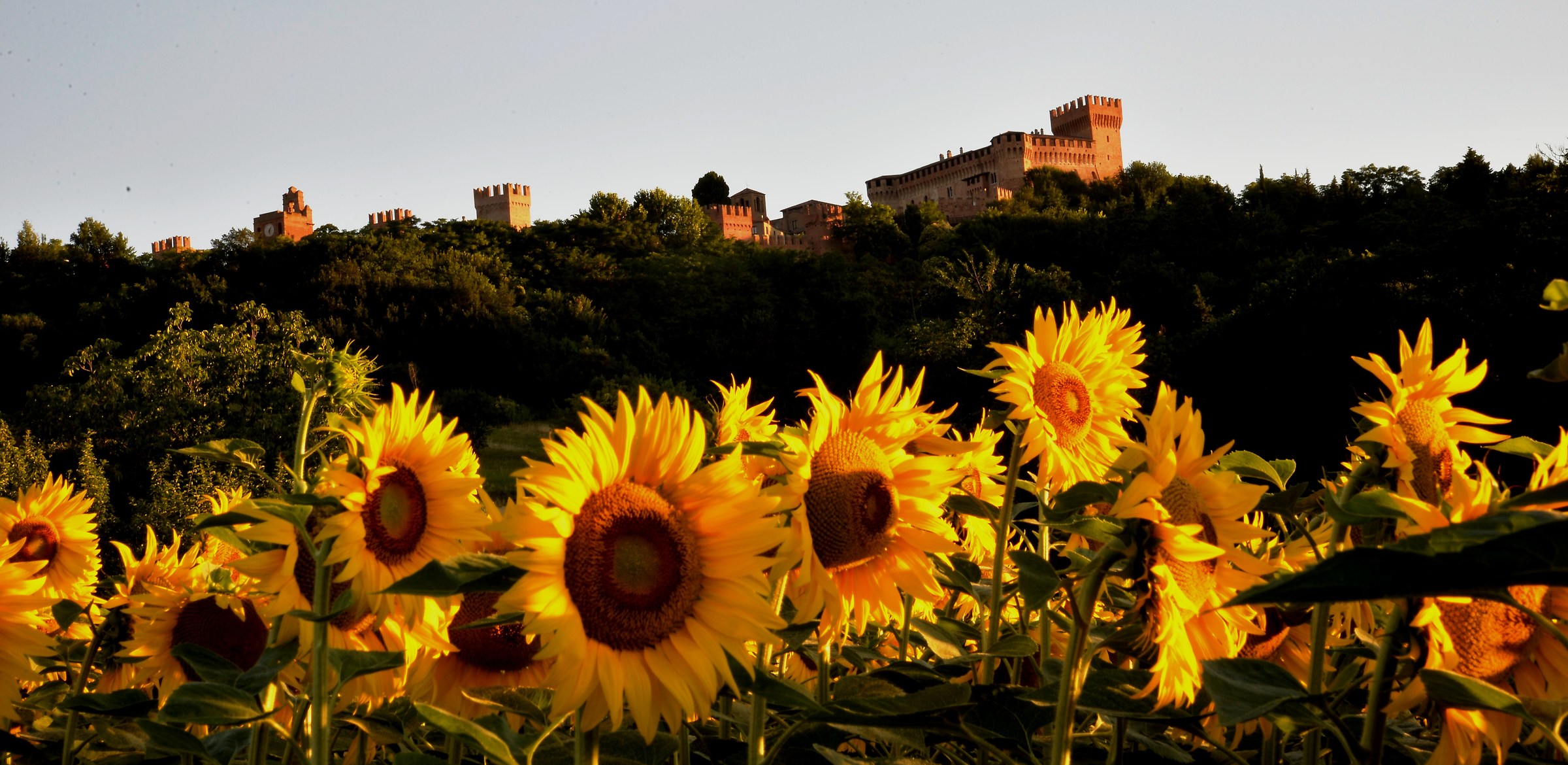 girasoli ecastello di gradara