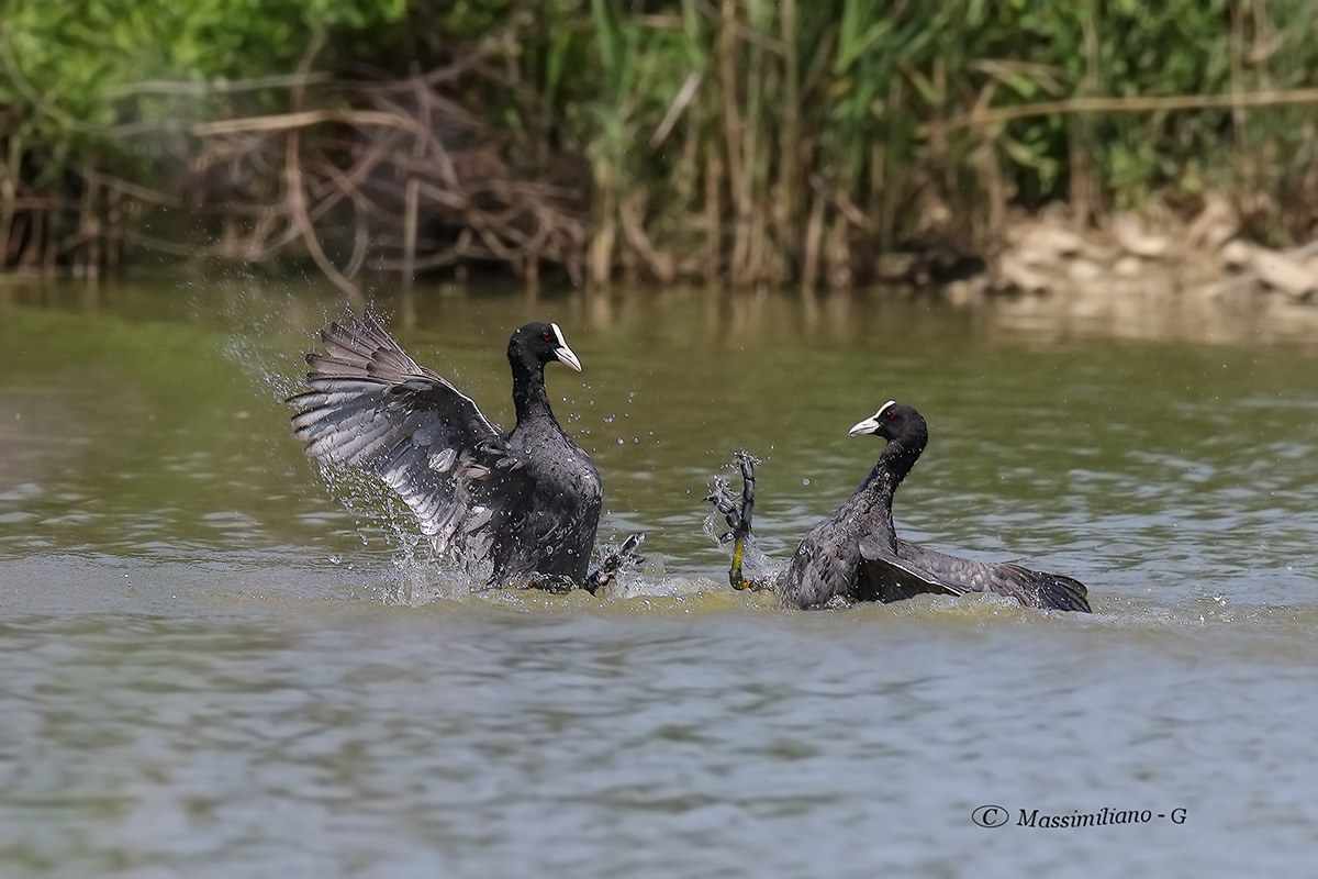 coots quarrelsome