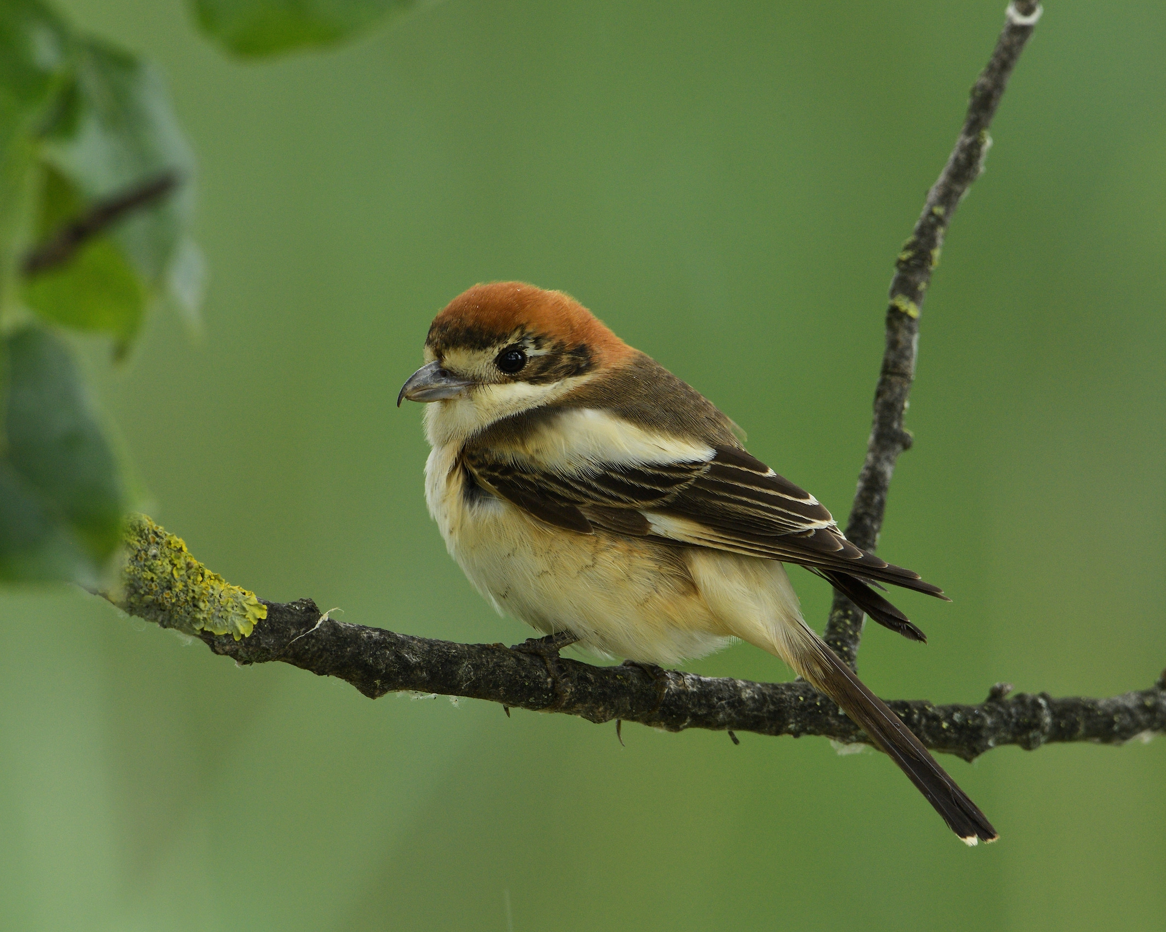 Woodchat Shrike f.
