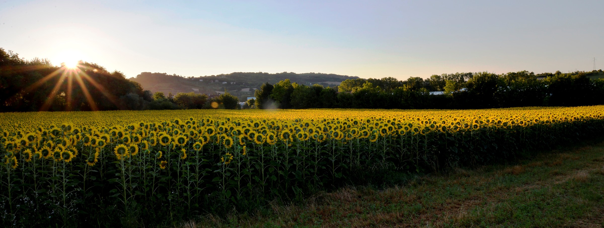 campo di girasoli