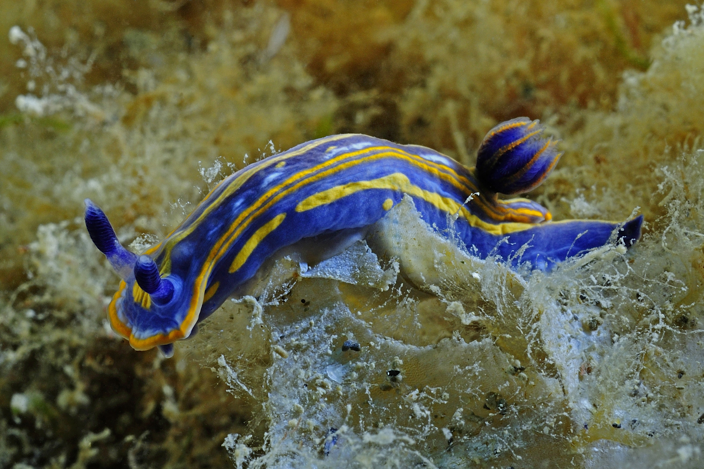 nudibranch