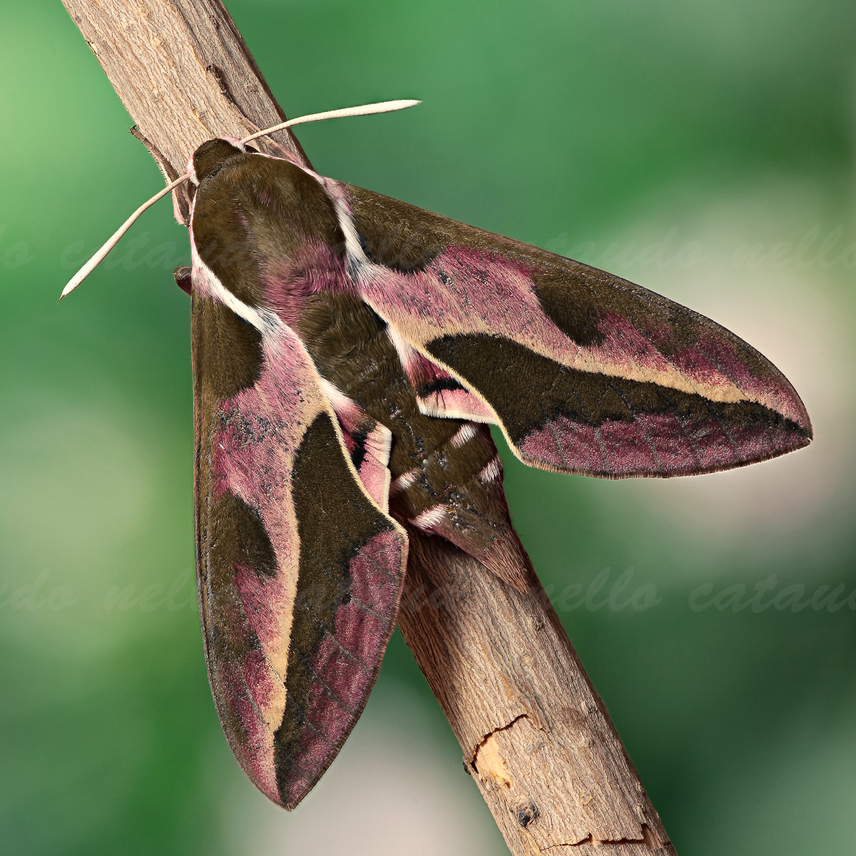 Sfinge della vite (Hyles Euphorbiae)