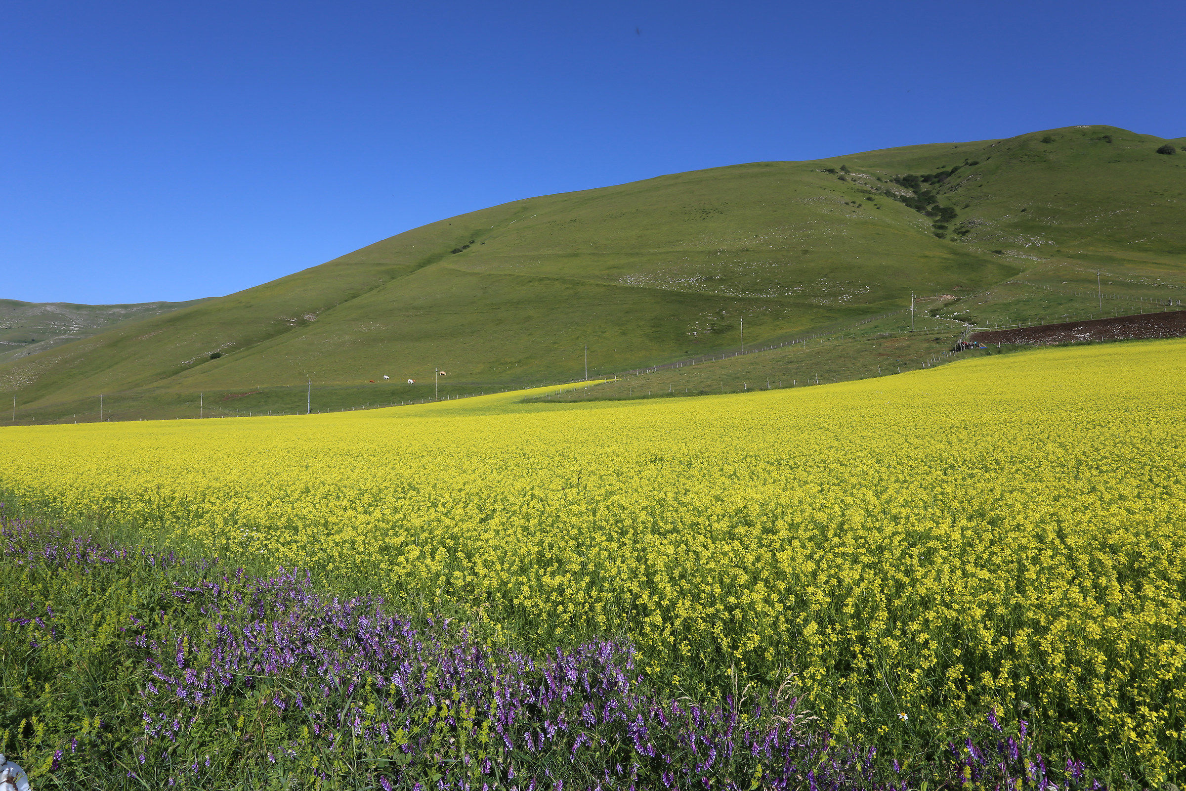 Flowering of Castelluccio di Norcia lentils