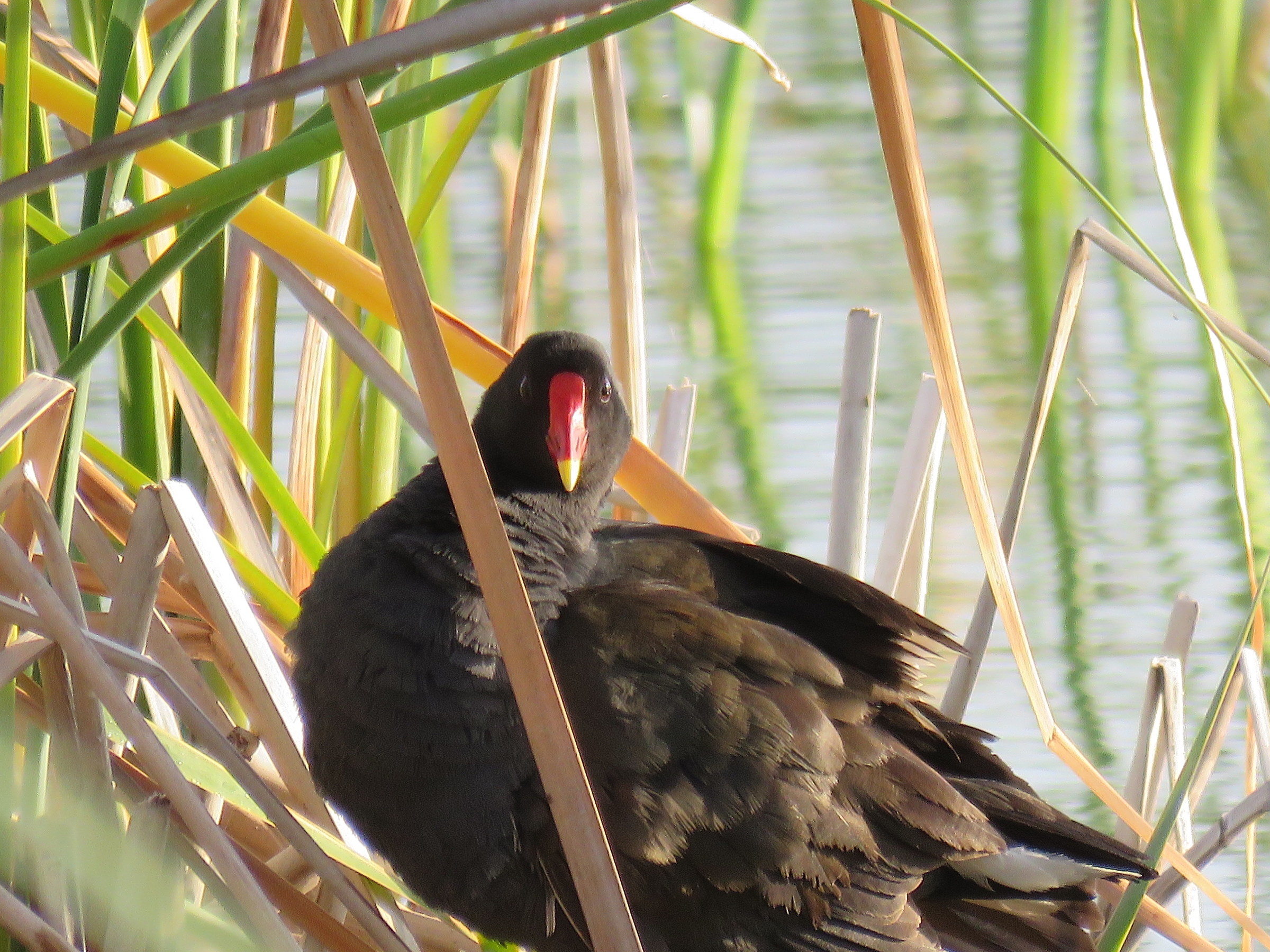 Moorhen ..fronte
