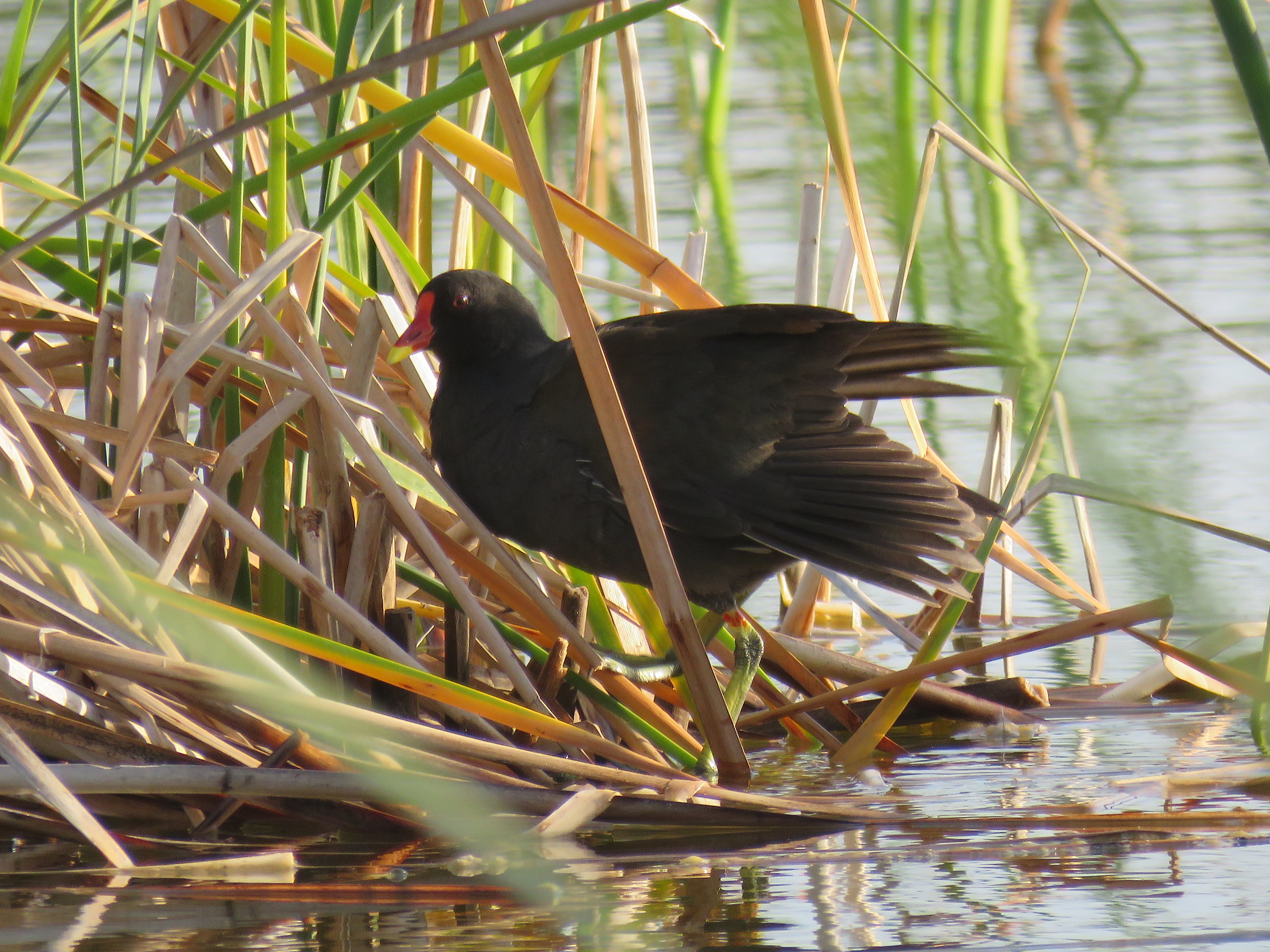 Moorhen awakening