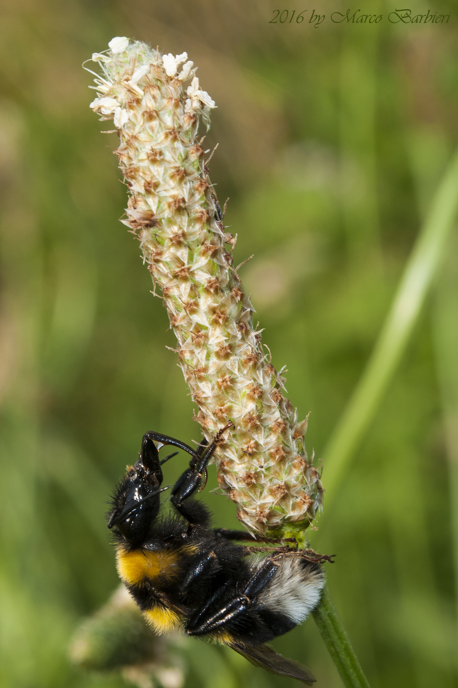 Bombus Latreille 1802