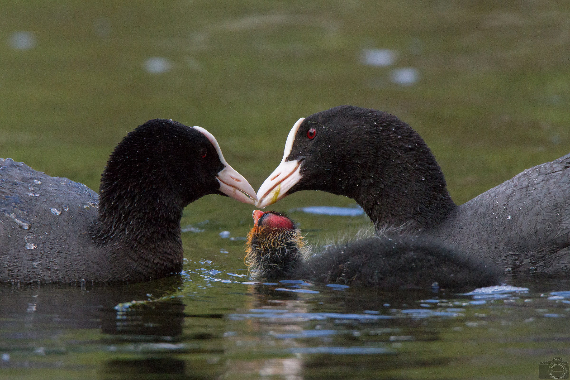 The family up .. Coots