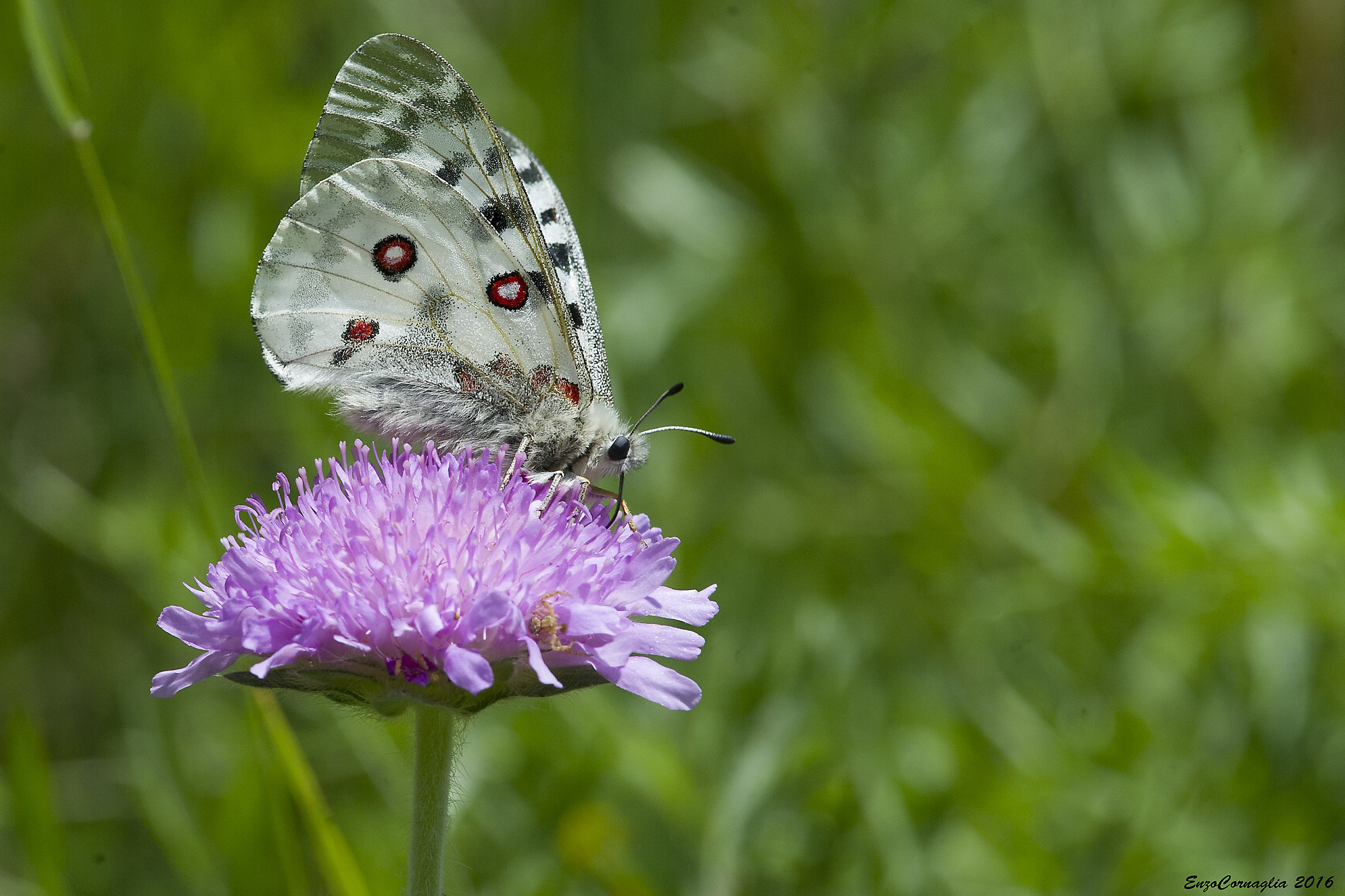 Parnassius apollo