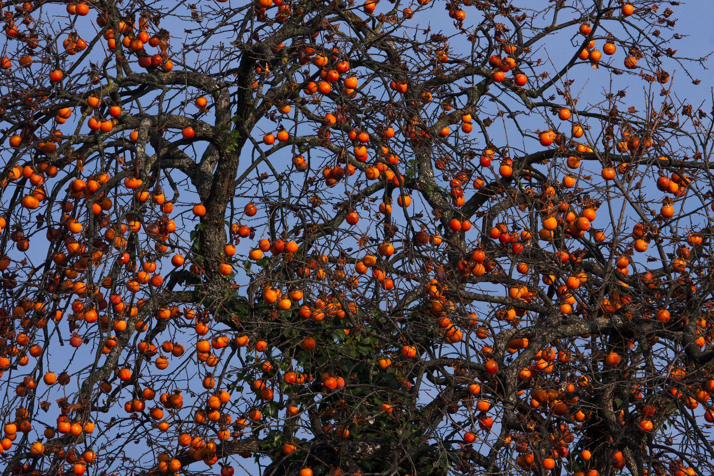 persimmon tree