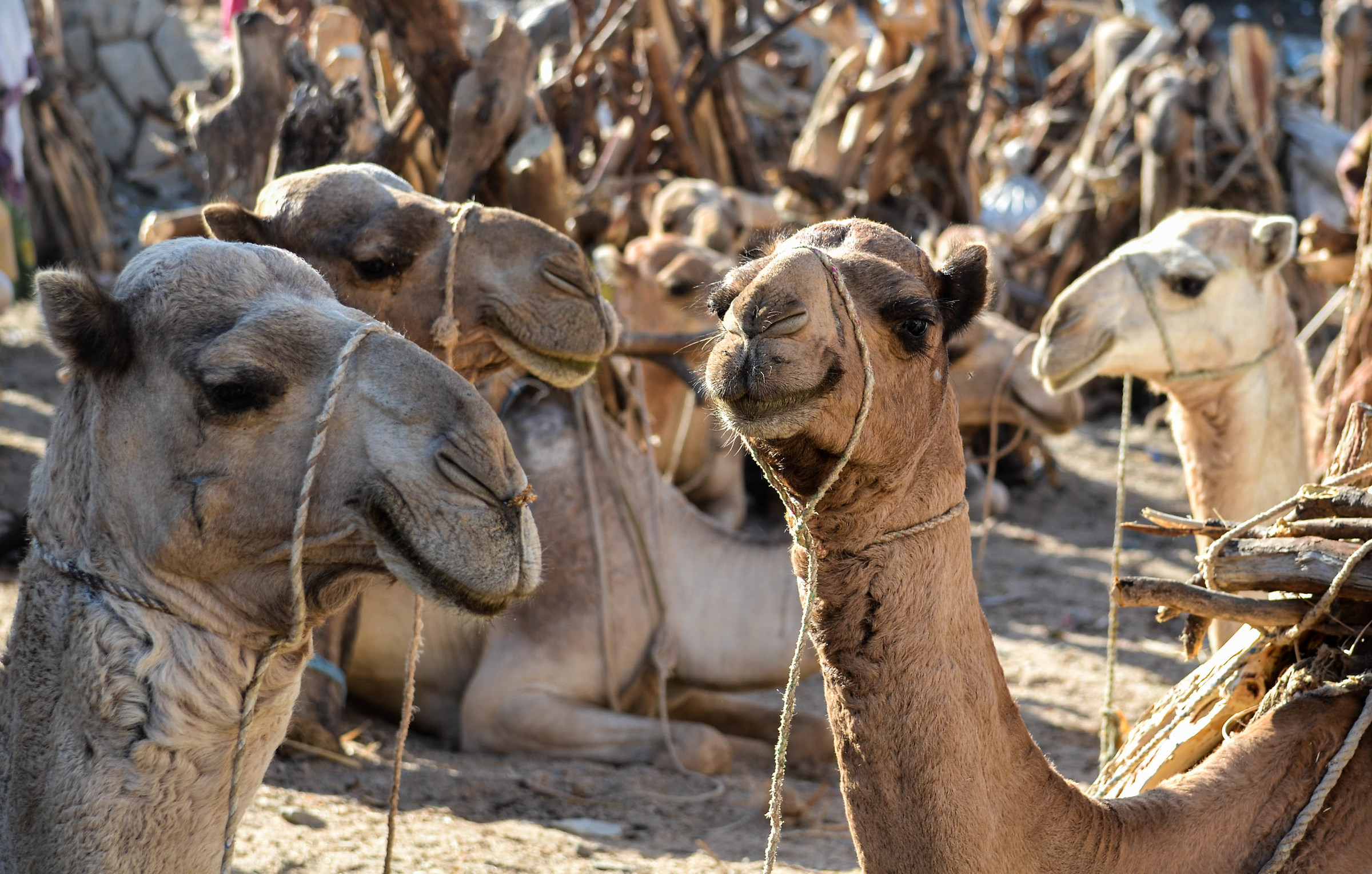 the dromedary market