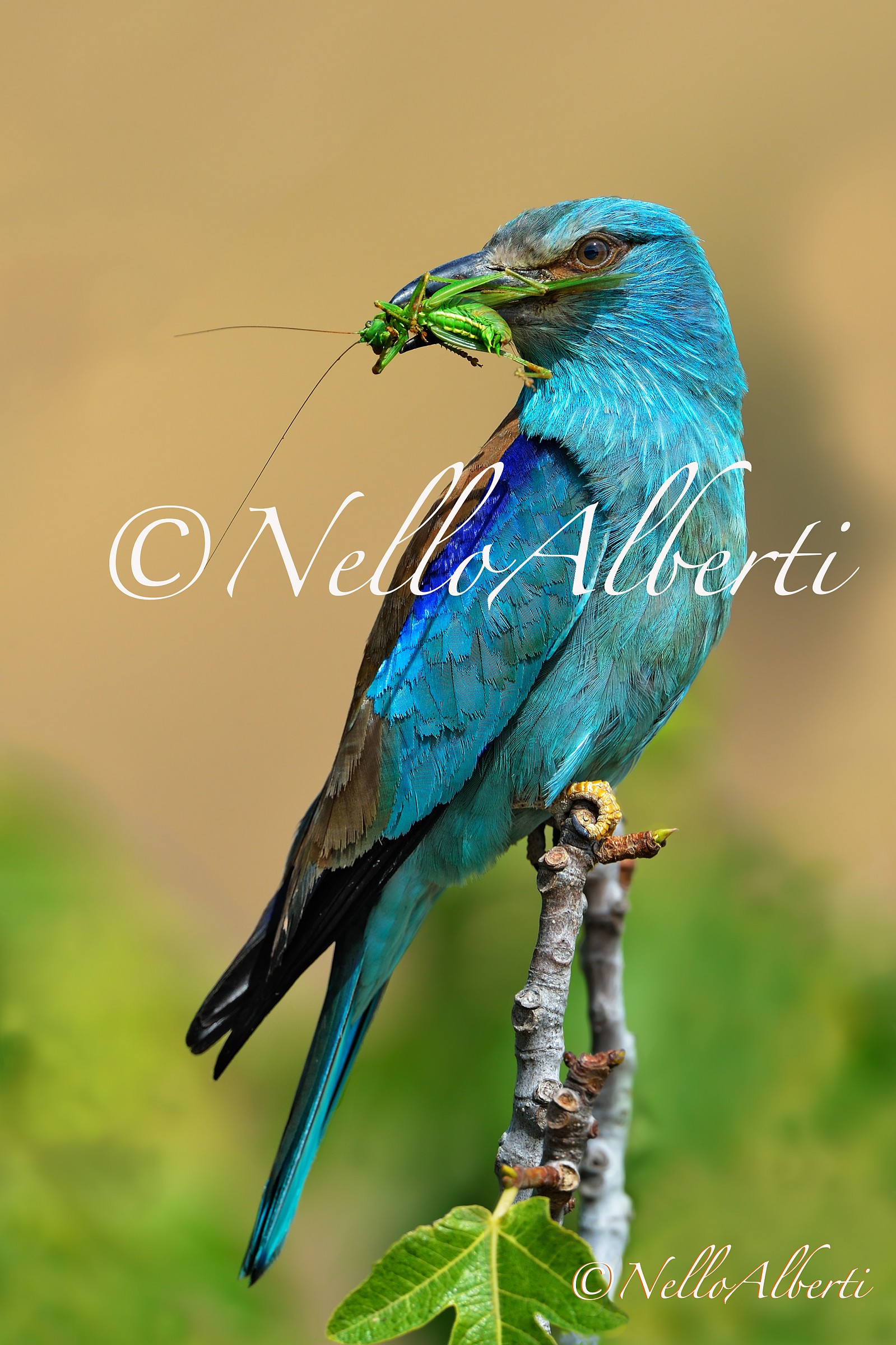 ghiandaia marina in verticale