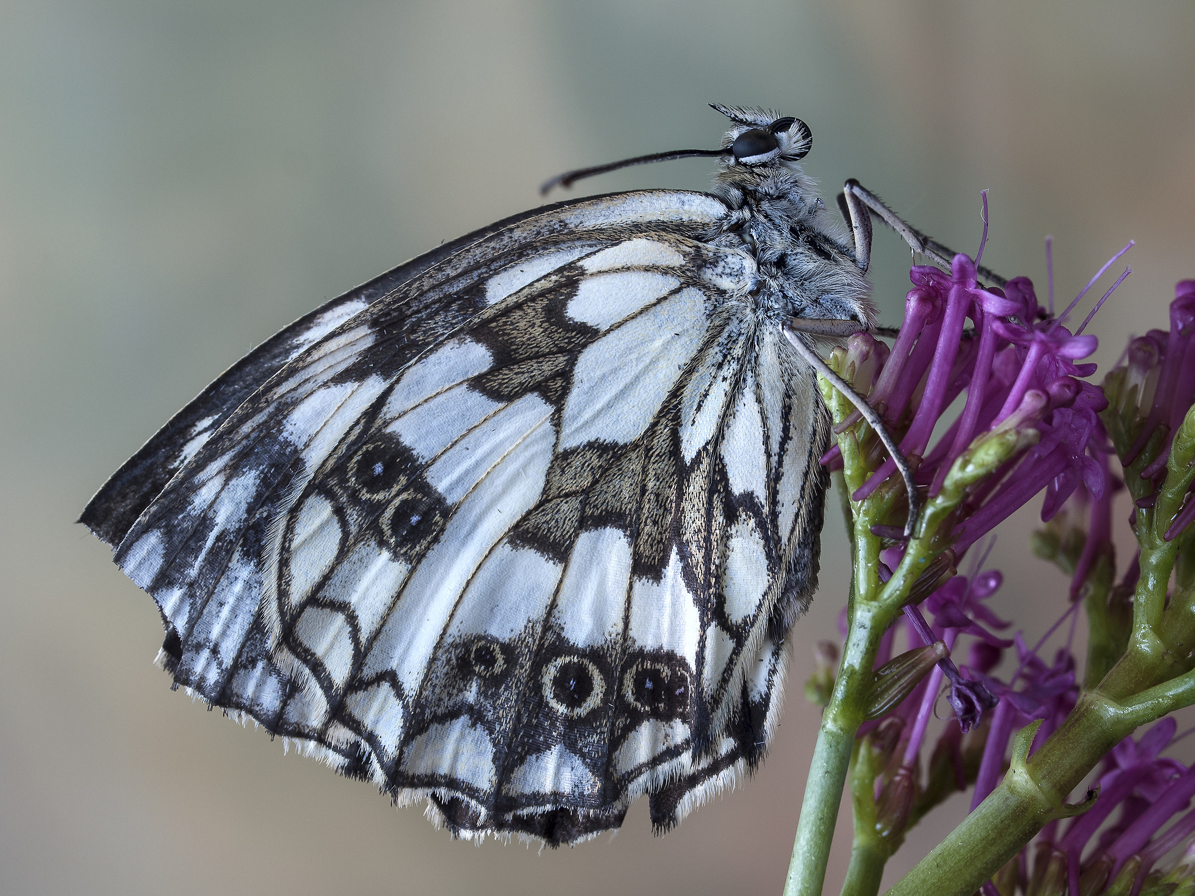 Melanargia galathea