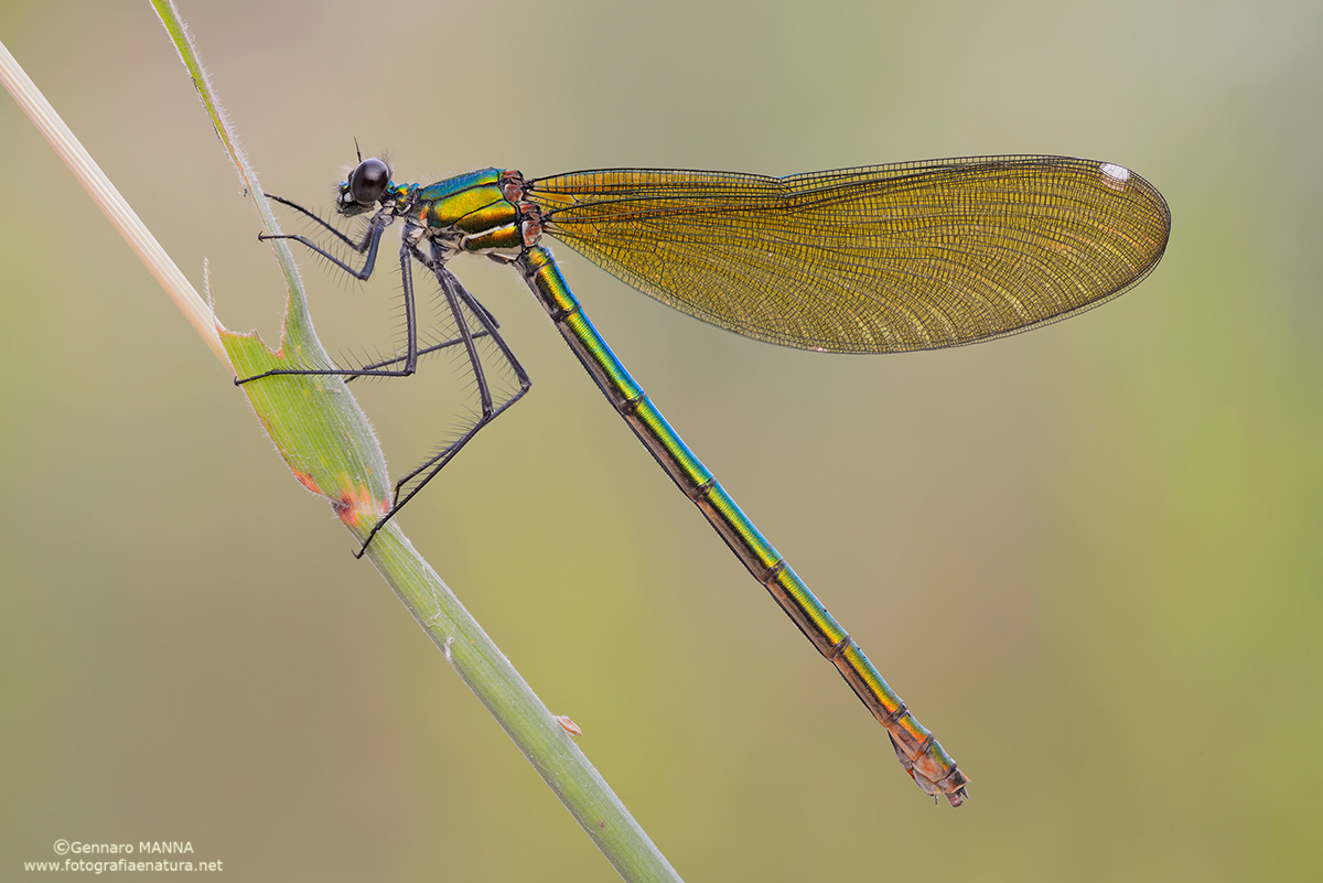 Calopteryx splendens