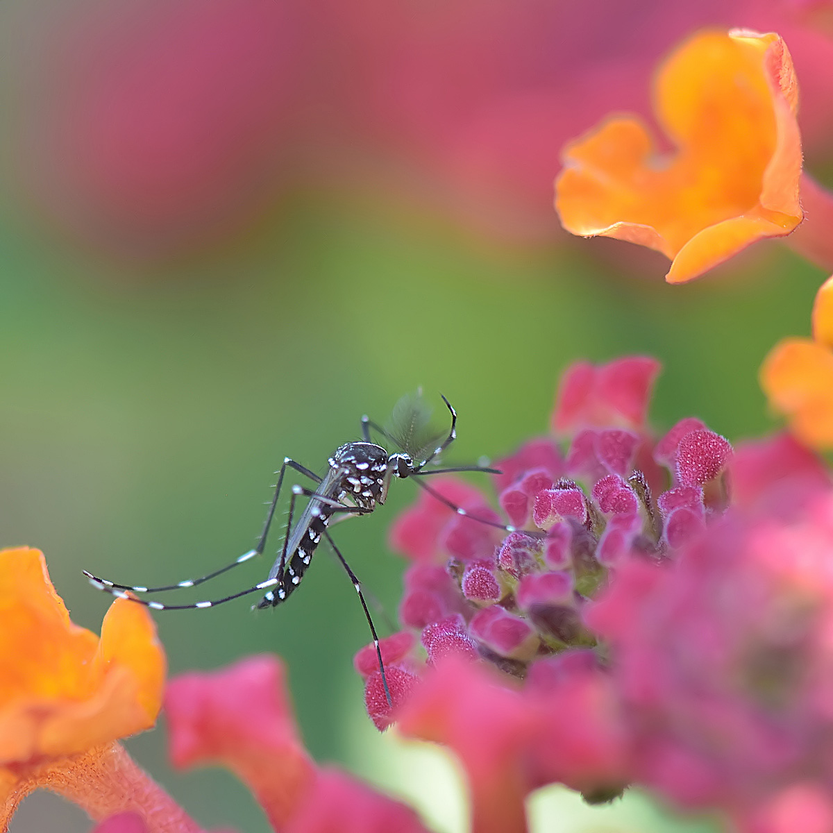 tiger mosquito on lantana flower