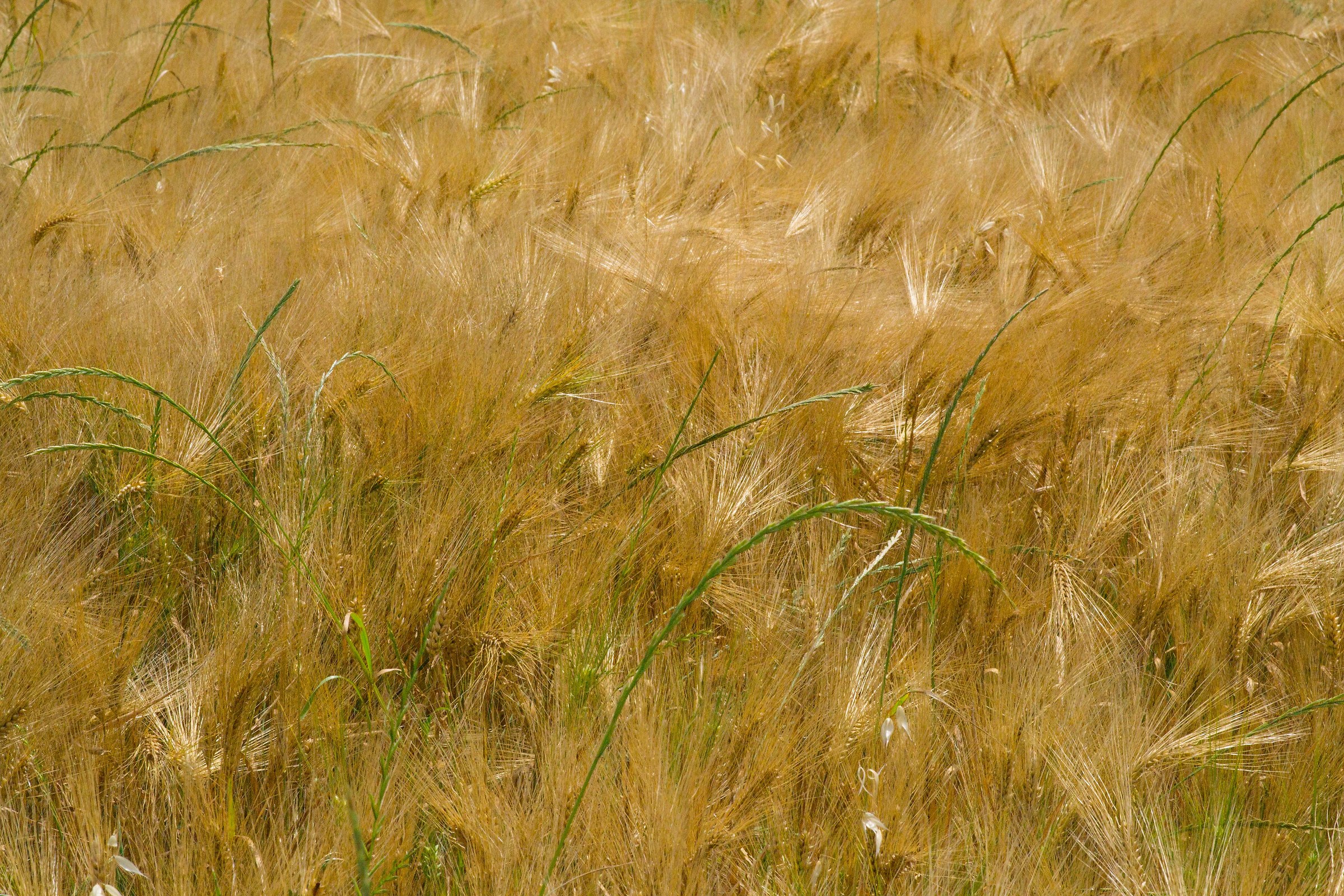 Wheat fields