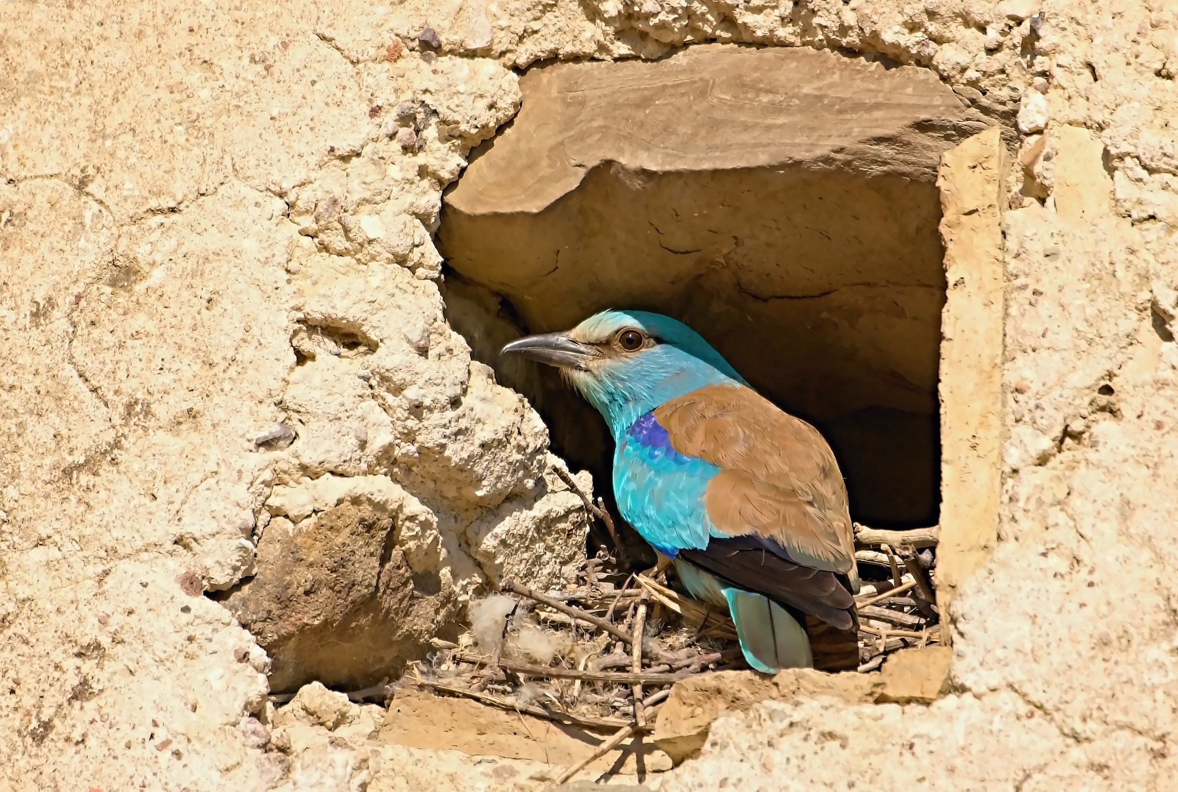 Jay Marina to the nest