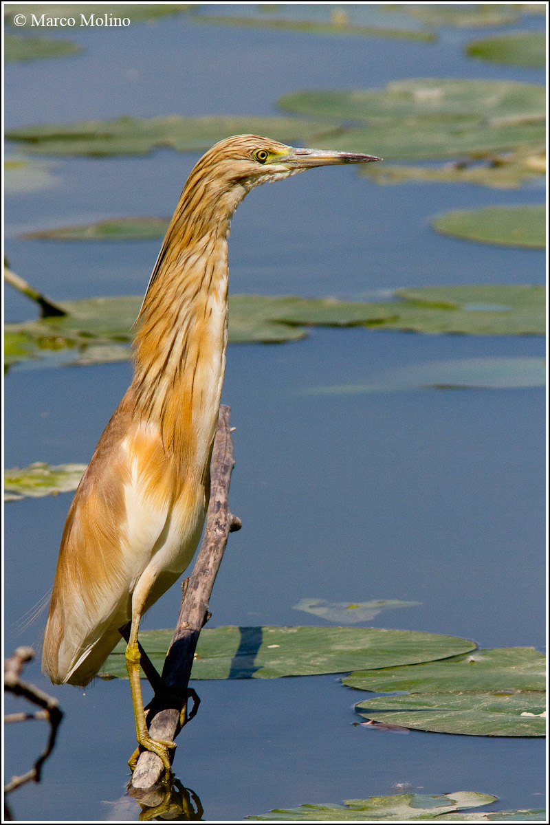 Ardeola ralloides - Sgarza ciuffetto