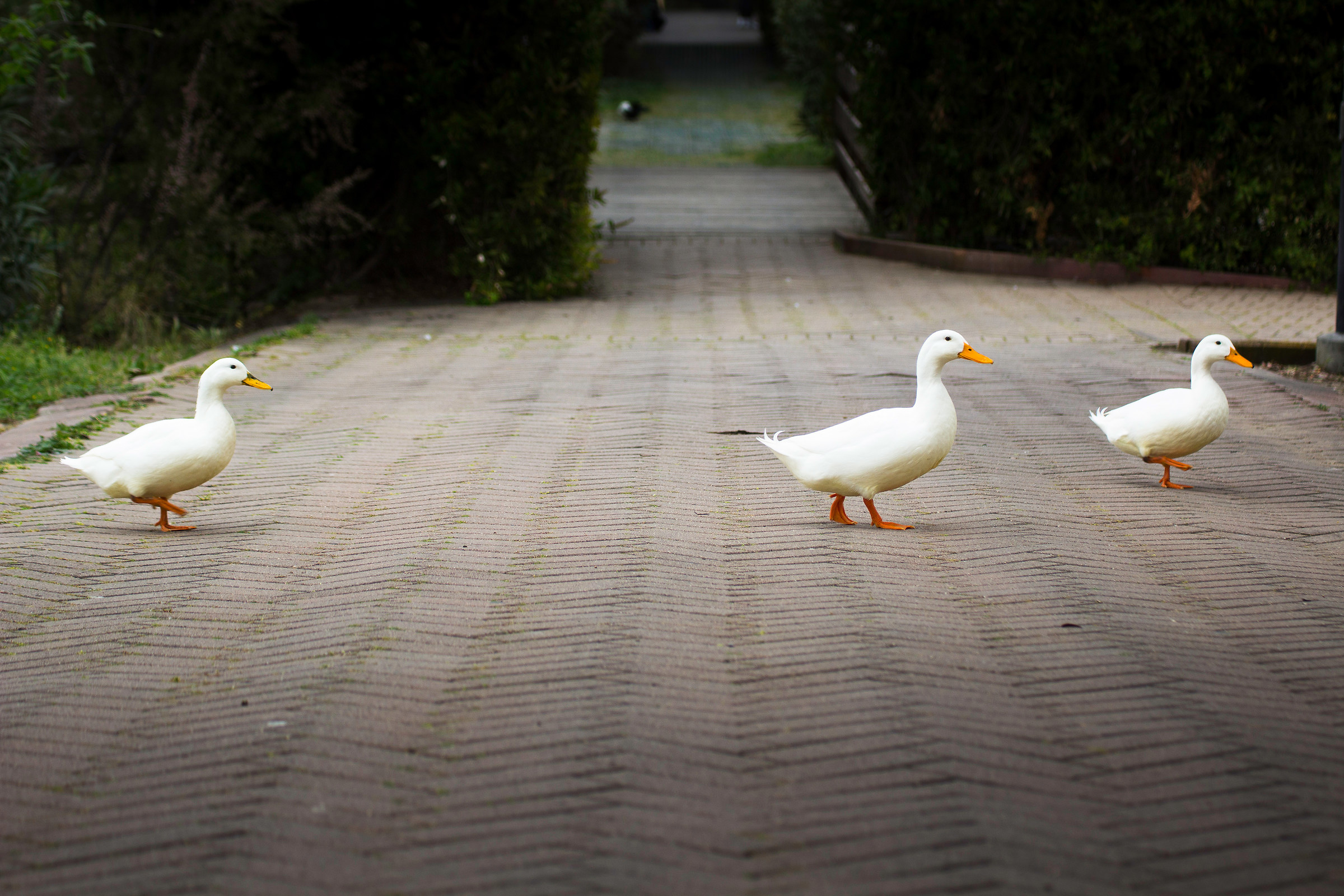 Beatles? Missing 4th