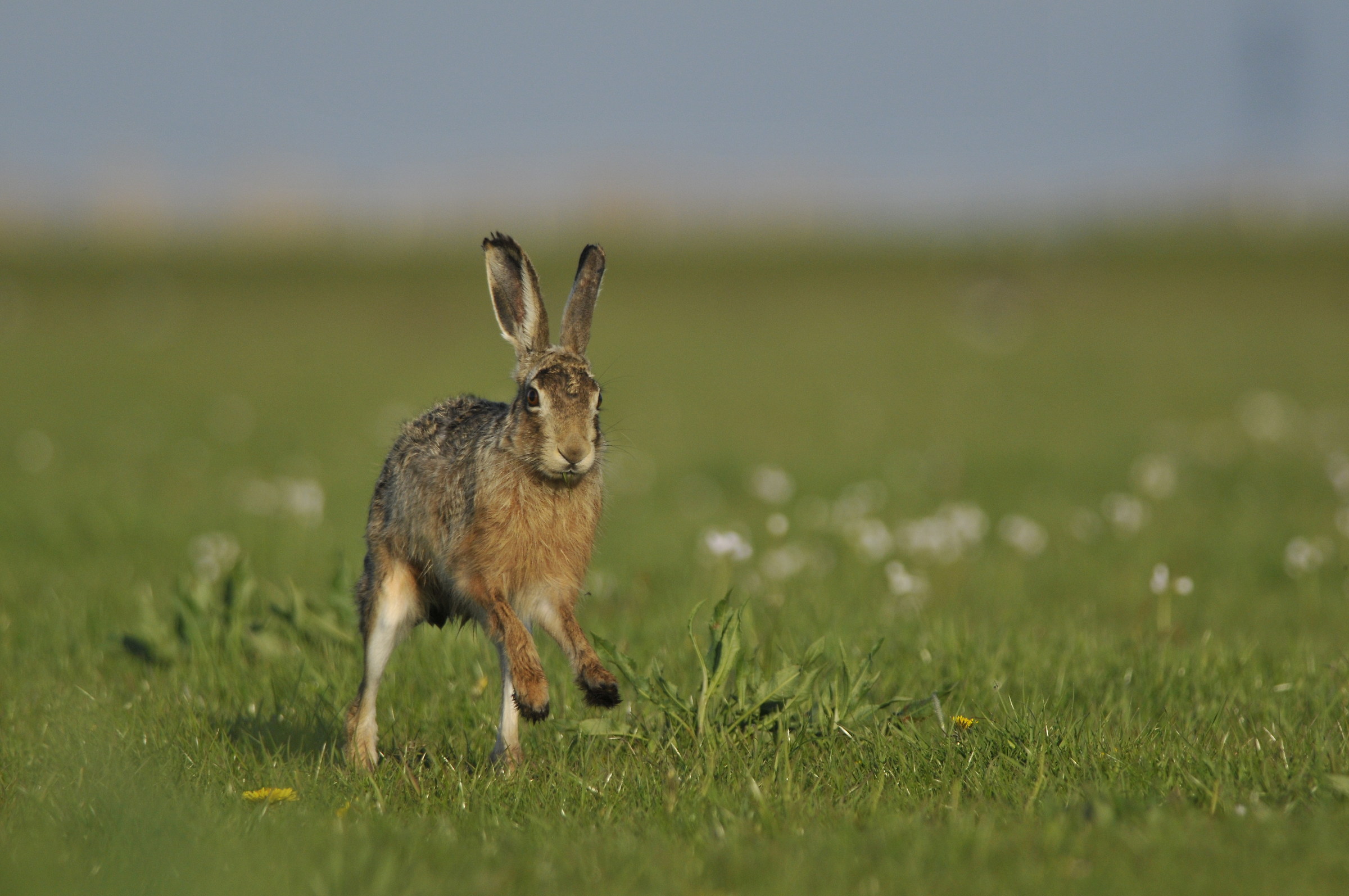 Hare on the run