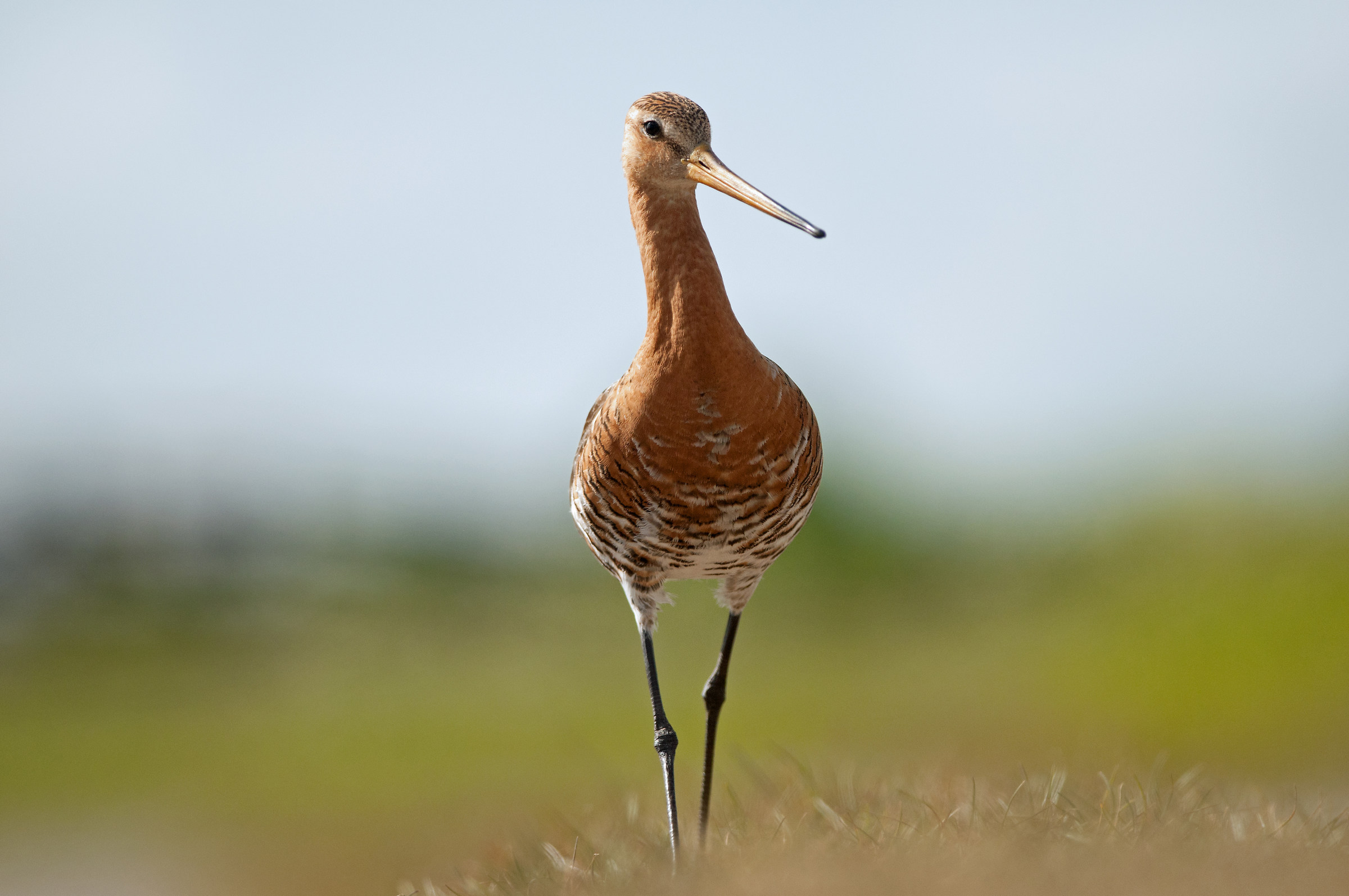 Black tailed godwit