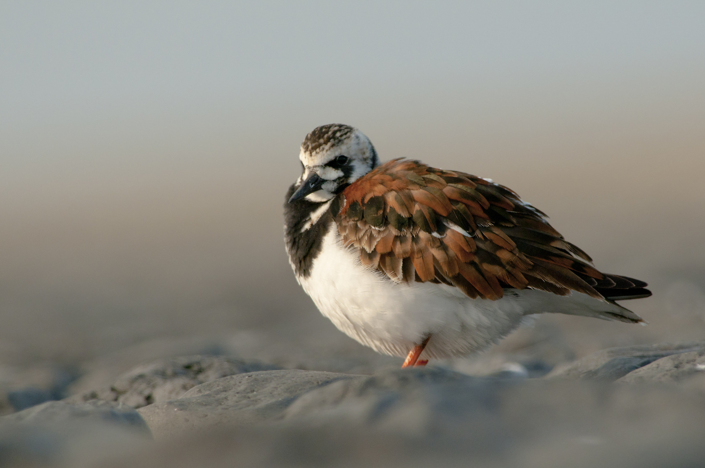 Turnstone waiting for low tide