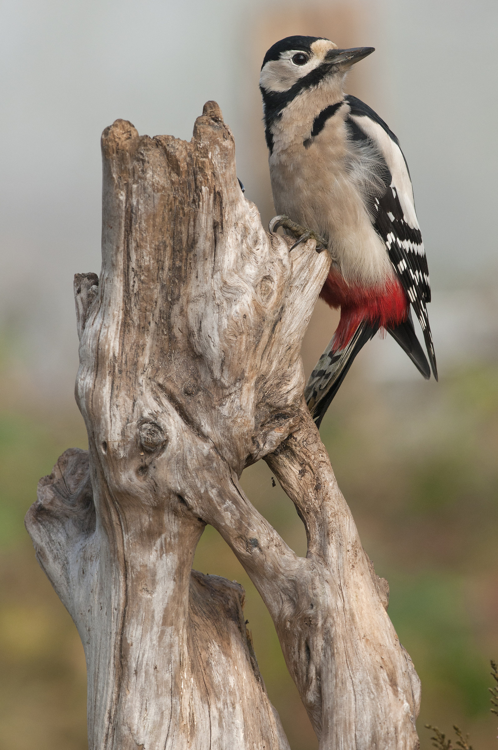 Great spotted Woodpecker