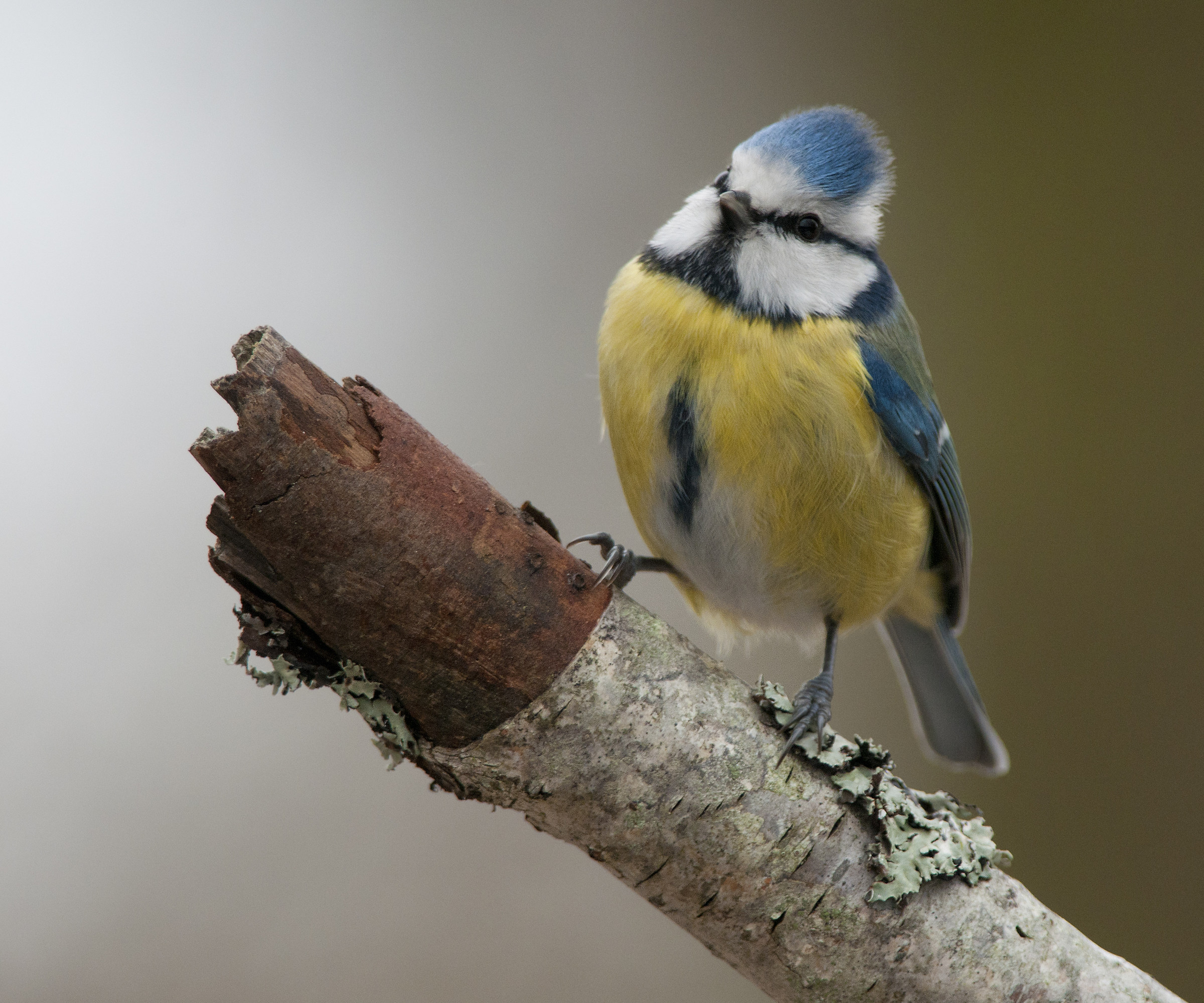 Blue tit