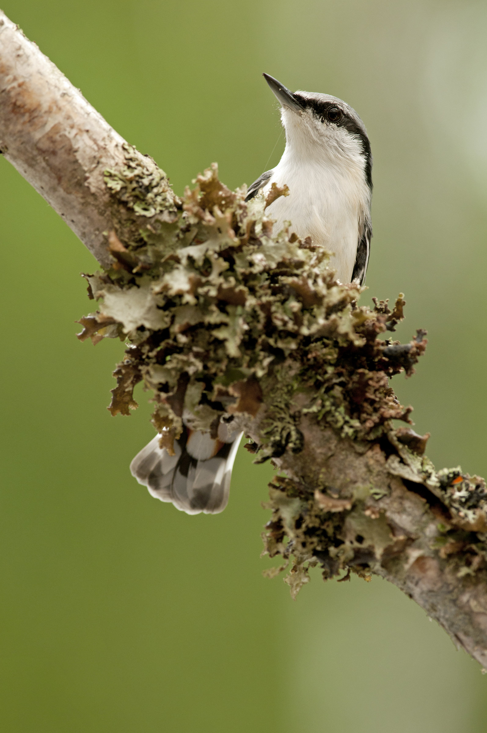 Nothern nuthatch