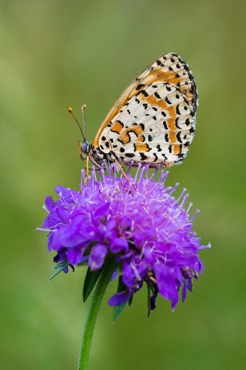 Melitaea trivia